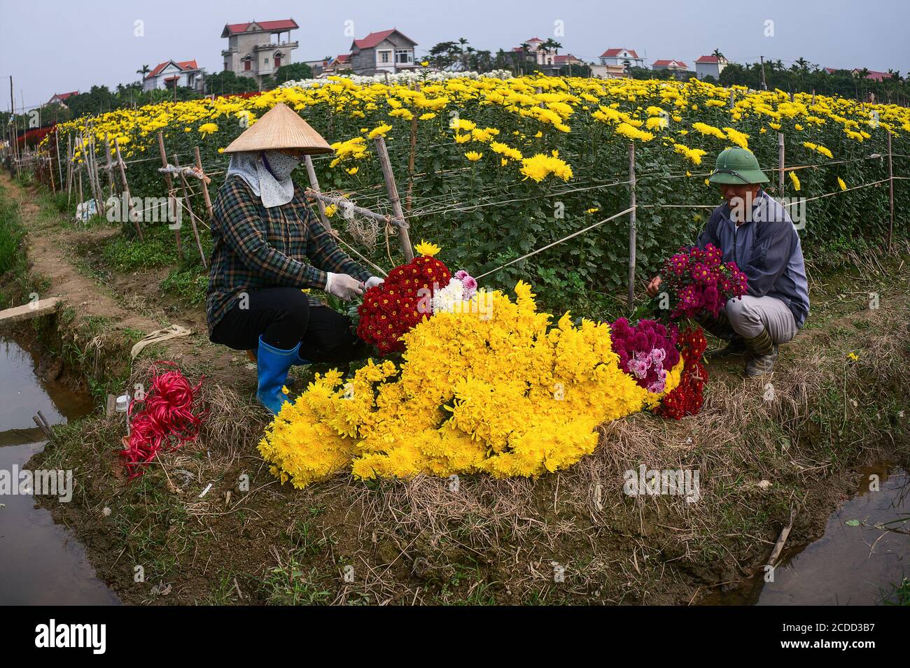 Nhat Tan flower garden, suburban Ha Noi, Vietnam Stock Photo