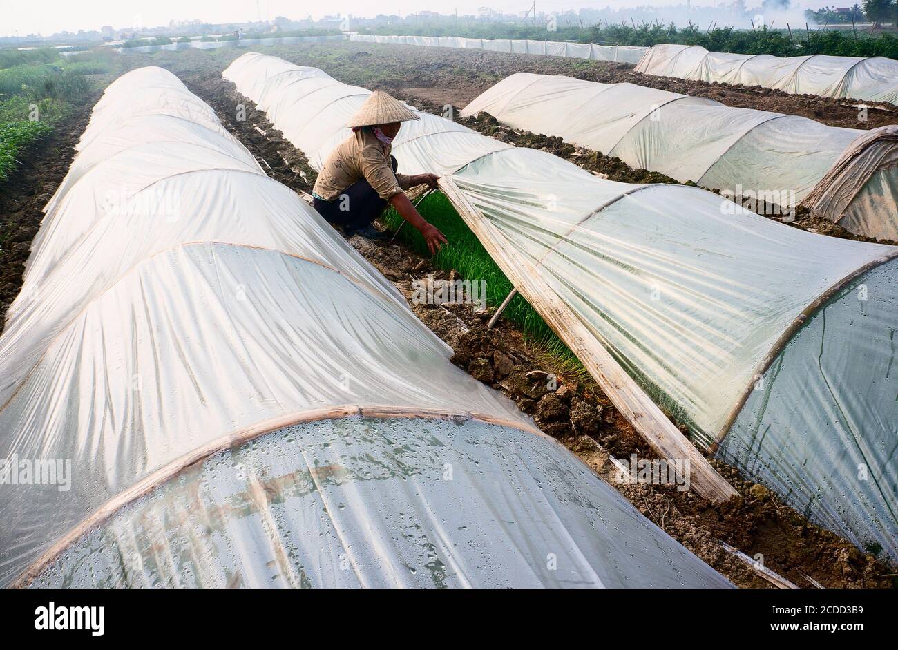 People in the suburbs of Hai Phong, Vietnam, work in the fields Stock Photo