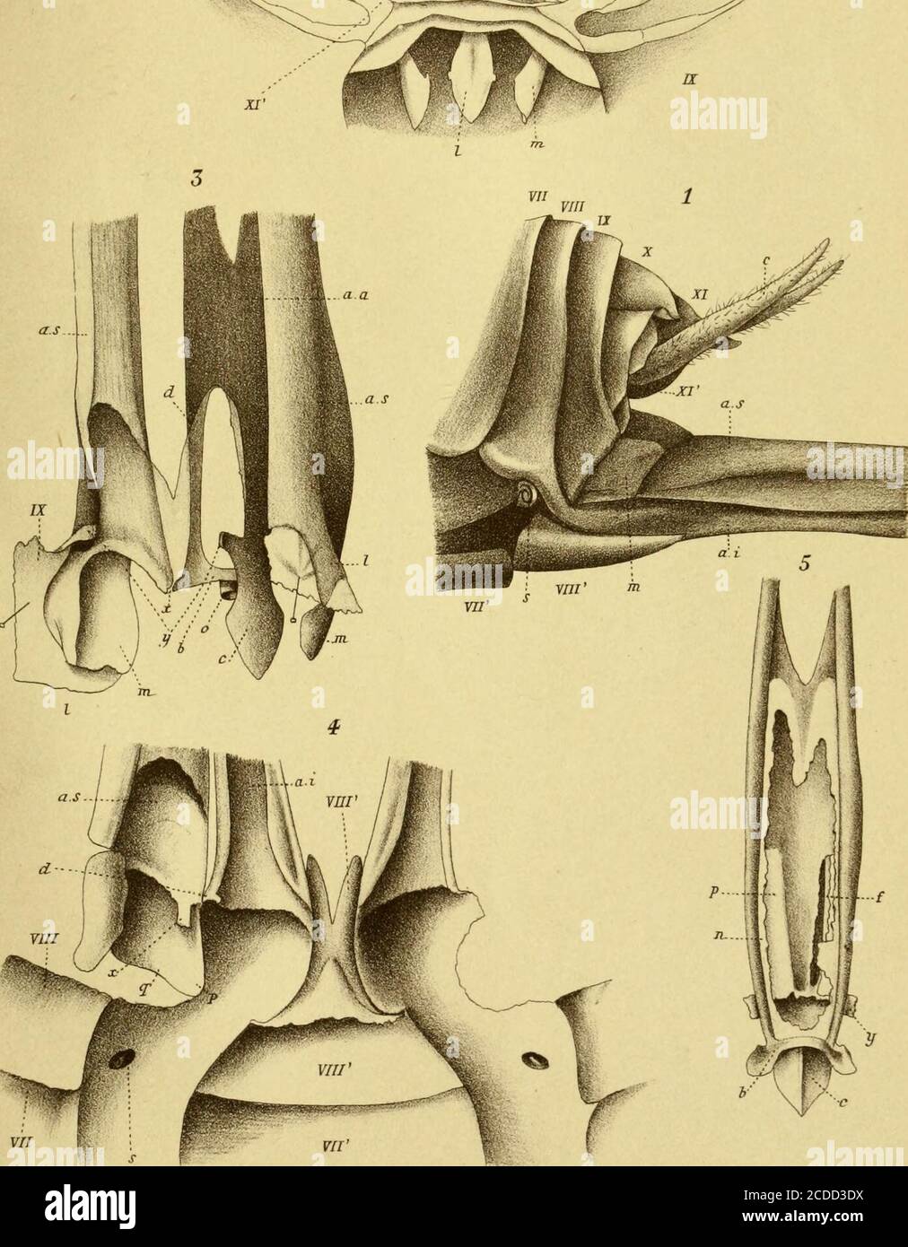 Actes De La Socilinnnne De Bordeaux Ml Th Platyphylluni Giganteum C Xureau Mi Gt Accrrette De Zith I X Stier Caamsau Bordeaux Fhnir X M Lixil Stock Photo Alamy