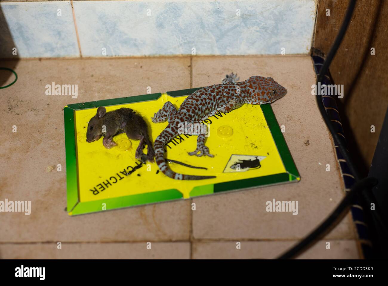 Gecko and mice trapped in rat glue Stock Photo - Alamy