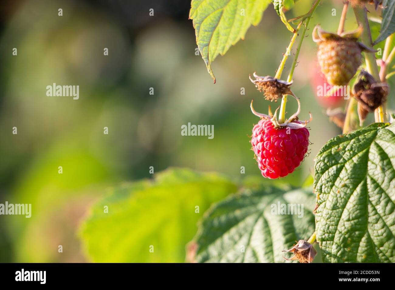 Fresh red raspberries growing on a branch Stock Photo