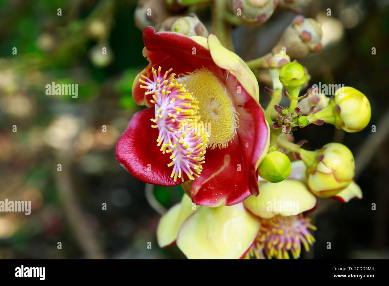 Close up of Shorea robusta flowers or Sala flora on the tree, Cannonball Tree, Couroupita guianensis. Stock Photo