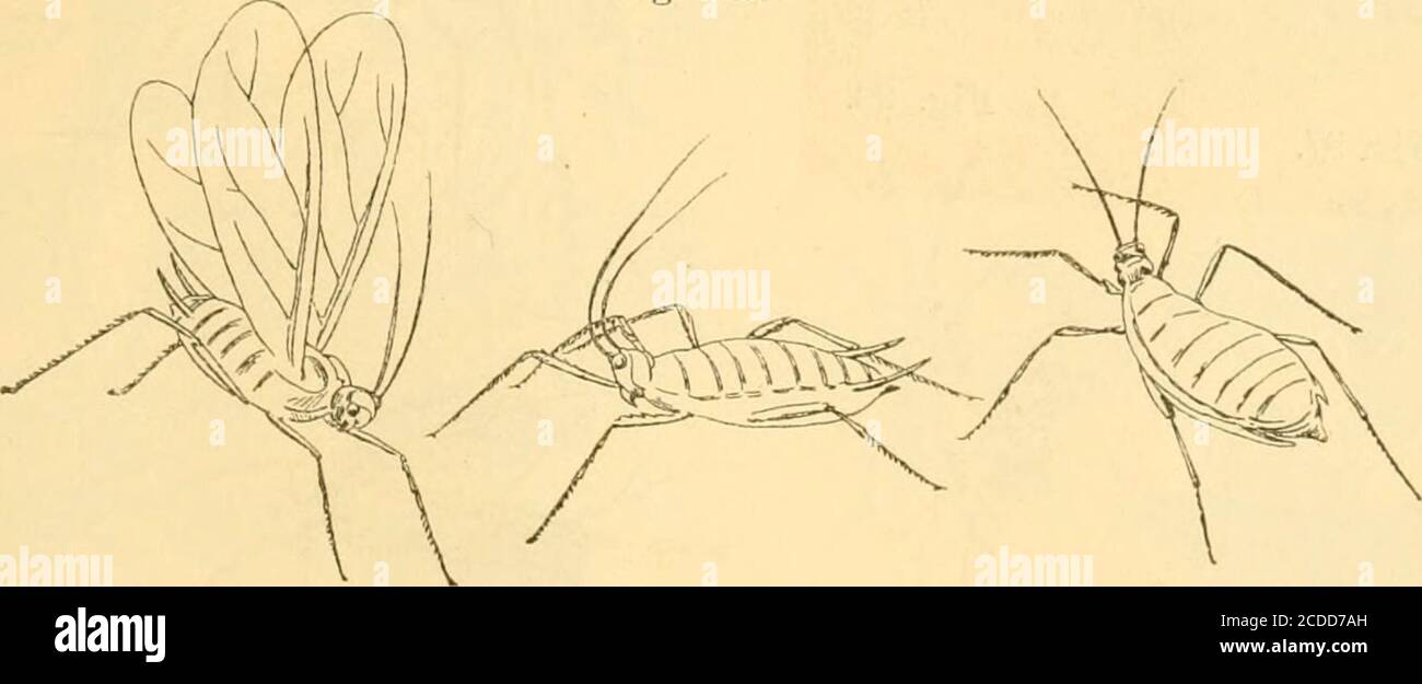 Vineyard insects hi-res stock photography and images - Page 5 - Alamy