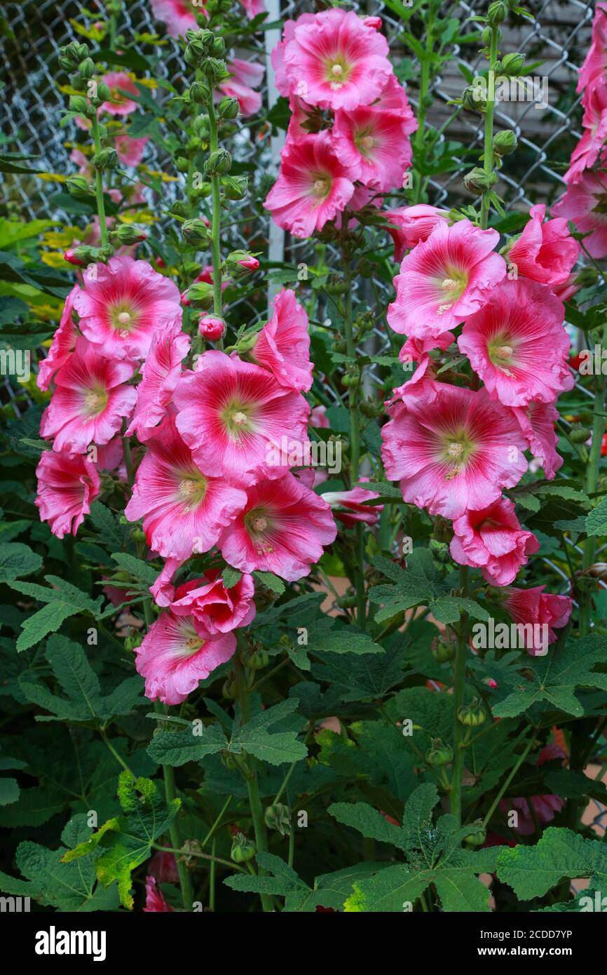 Mallow flowers, a herbaceous plant with hairy stems, pink or red flowers, and disk-shaped fruit. Stock Photo