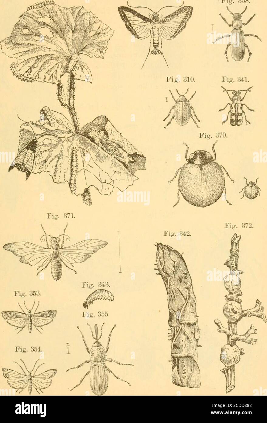 . Injurious insects of the orchard, vineyard, field, garden, conservatory, household, storehouse, domestic animals, etc., with remedies for their extermination . 430 EXPLANATION OF FIGURES, PLATE 4 EXPLANATION OF PLATE 4. Fig. 297.—Melon Worm ; at the left, several of the wormson some leaves—color of worms, yellowish-green; at theright, a moth—colors, black and white. Fig. 310.—Small Potato-beetle (No. 1)—color, black. Fig. 841.—Asparagus Beetle—colors, blue-black, yellowand red. Fig. 842.—Eggs of Asparagus Beetle on a stalk of as])aragus—color of eggs, blackish. Fig. 343.—Larva of Asparagus B Stock Photo