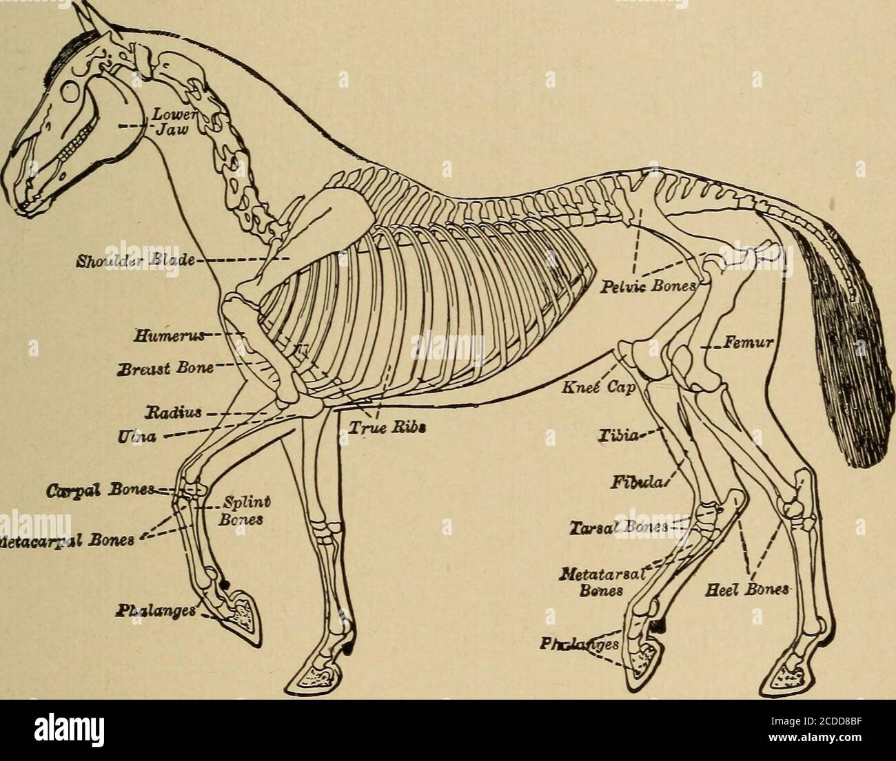 Laboratory Lessons In General Science Driver Not Jerk Hard On The Lines In Cold Weather How May The Bits Cause Pain To The Horse 7 What Is The Checkrein