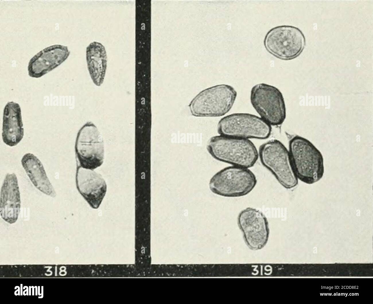 . The rusts of Australia, their structure, nature, and classification . 0 G. H. Kobinson, Phot.. PUCCINIA, UROMYCLADIUM, AND UROMYCES. 328 Explanation of Plates. PLATE XLIV. RUST-RESISTING and RUST-LIABLE WHEATS. Fig. 320. Rerraf, a variety of wheat generally found to be rust-resisting, and the straw is shown to be perfectly clean. 321. Queens Jubilee, a rust-liable variety, grown alongside of the other, and badly attacked by Puccinia graminis. Plate XLIV Stock Photo