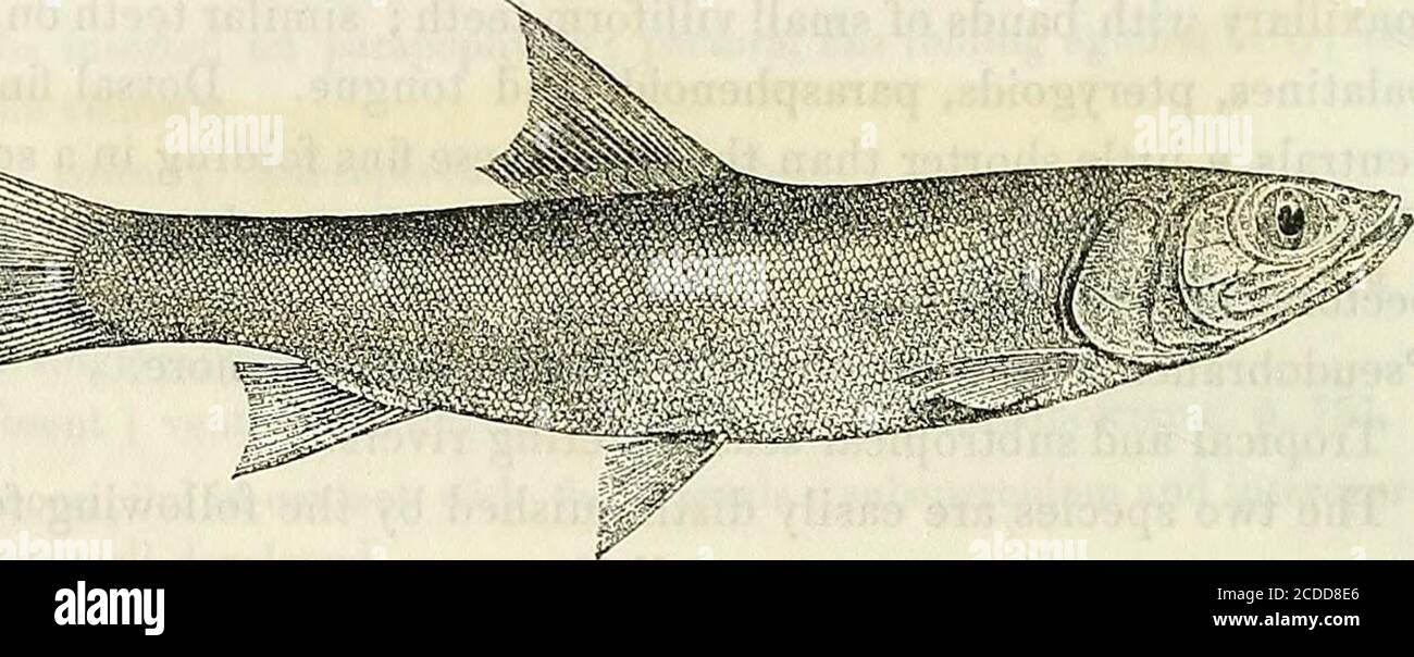 . Catalogue of the fresh-water fishes of Africa in the British Museum (Natural History) . Elops inermis, Mitchell, Tr. Lit. Phil. Soc. N. Y. i. 1815, p. 445.Elops machnata, Biipp. N. Wirbelth., Fisch. pp. 80 & 84 (1835) ; Richards. Voy. Ereb. & Terr., Fish. p. 59, pi. xxxvi. figs. 3-5 (1846) ; Schleg. Faun. Japon., Poiss. p. 241, pi. cix. fig. 2 (1850) ; Playf. & Giinth. Fish. Zanzib. p. 121, fig. (1866).Elops indicus, Swains. Nat. Hist. ii. p. 292 (1839).Elops capensis, A. Smith, 111. Zool. S. Afr., Fish. pi. vii. (1840) ; Casteln. Mem. Poiss. Afr. Austr. p. 67 (1861).Elops purpurascens, Rich Stock Photo