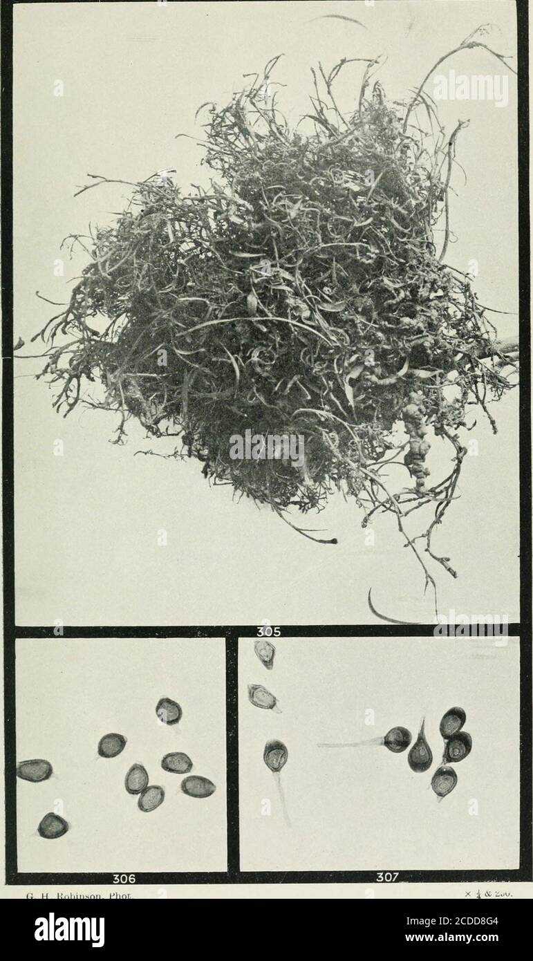 . The rusts of Australia, their structure, nature, and classification . G H. Robinson, Phot. UROMYCLADIUM. LEGUMINOSAE-ACACIA IMPLEXA. 324 Explanation of Plates. PLATE XLII. UROMYCLADIUM.Fig. 305. Witches broom on Acacia im-plexa, due to Uromycladium tefperianum ... X 5 UROMYCES. 306. Teleutospores of Uromyces affendicttlatus on Vigna catjang or Cow-pea, from Richmond, New South Wales ... .. ... ... ... X ^5° 307. Teleutospores of Uromyces fabae on Lathyrus venosus. (Sydow, Uredineen, 1353) • •?? x 2°. G. H. Kobinson, Phot UROMYCLADIUM, UROMYCES. LEGUMINOSAE. 326 Explanation of Plates. PLATE X Stock Photo