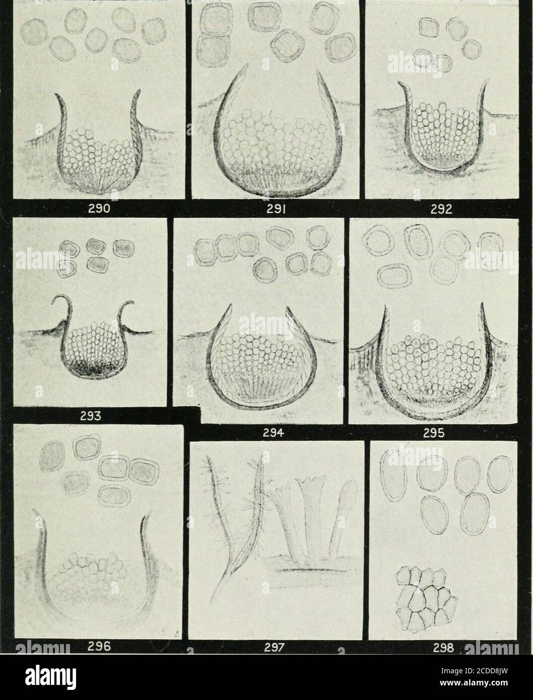 . The rusts of Australia, their structure, nature, and classification . C. JACKSONIAE ON GOMPHOLOBIUM LATIFOLIUM. 3i8 Explanation of Plates. PLATE XXXIX. (All aecidia X 50, and aecidiosfores X 300.) AECIDIUM.Fig. 2S7. A. veronicae on Veronica sp. 288. A. flantaginis-variae on Plan/ago varia. 2S9. A. lobeliae Thuem., on Lobelia fratioides, described in connexion with Pucciniaaucta. The free margin ruptures irregularly, and it is sometimes difficult todetect a peridial wall, so that it partakes of the nature of a Caeoma. 290. A. cymbonoti on Cymbonotus lawsonianus. 291. A. monocystis on Abrotane Stock Photo