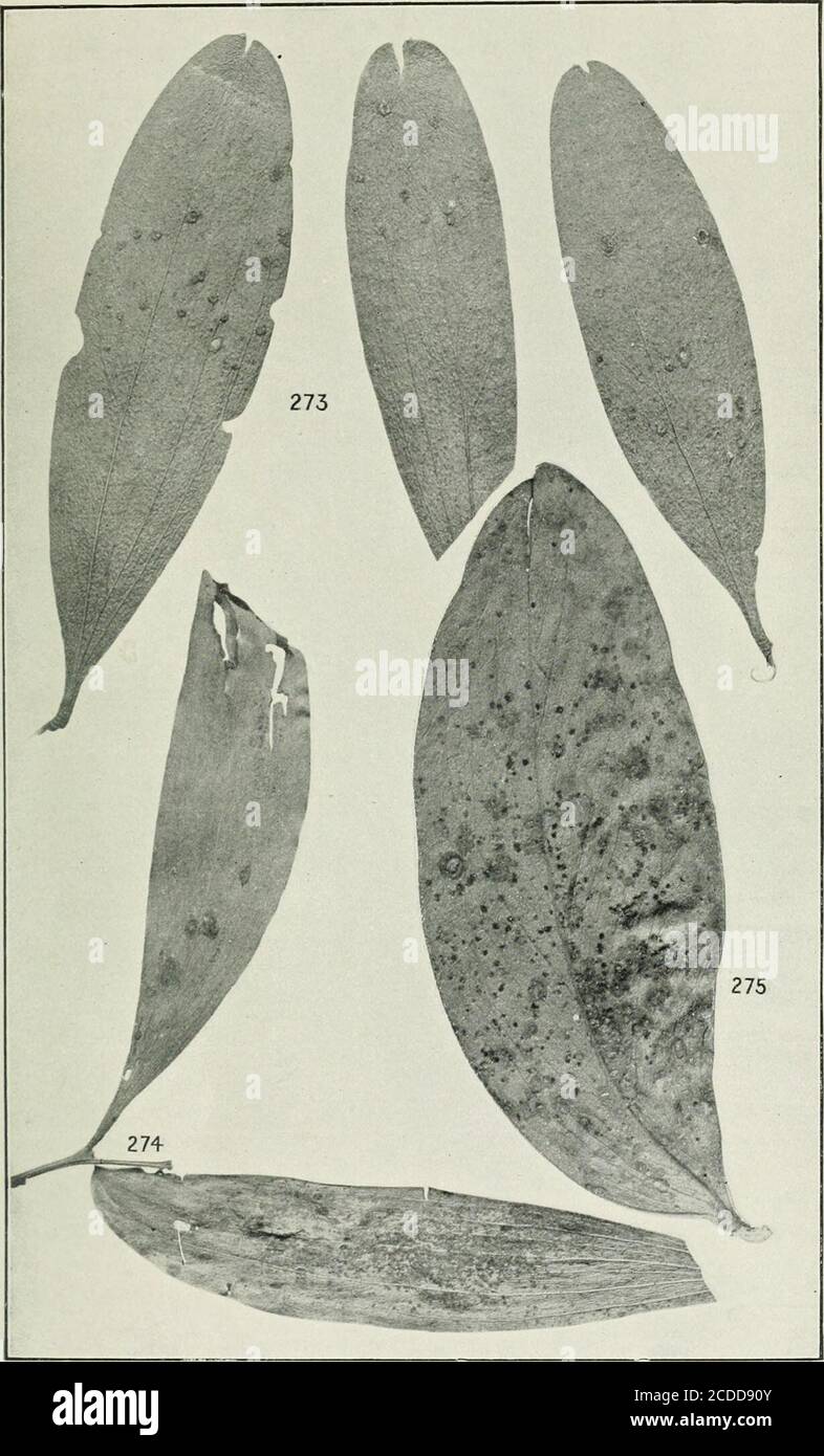 . The rusts of Australia, their structure, nature, and classification . G. H. Robinson, Phot. x 2.in - ..mi. PUCCINIA AND PHRAGMIDIUM. LORANTHACEAE AND ROSACEAE. 3° 4 Explanation of Plates. PLATE XXXII. UROMYCLADIUM.Fig. 27V Leaves of Acacia longiJolia, with the tuberculate spermogonial M&gt;ri of Urotny-cladium maritimum ... ... ... ... ... Dat. size 274. Leaves of Acacia melanoxylon, the upper with tuberculate spermogonial sori, and the lower with minute pulverulent sori, both of U. robinsoni. ... nat. size 1 275. Leaf of Acacia fycnantha, with the minute powdery sori of U. simplex, oat. si Stock Photo