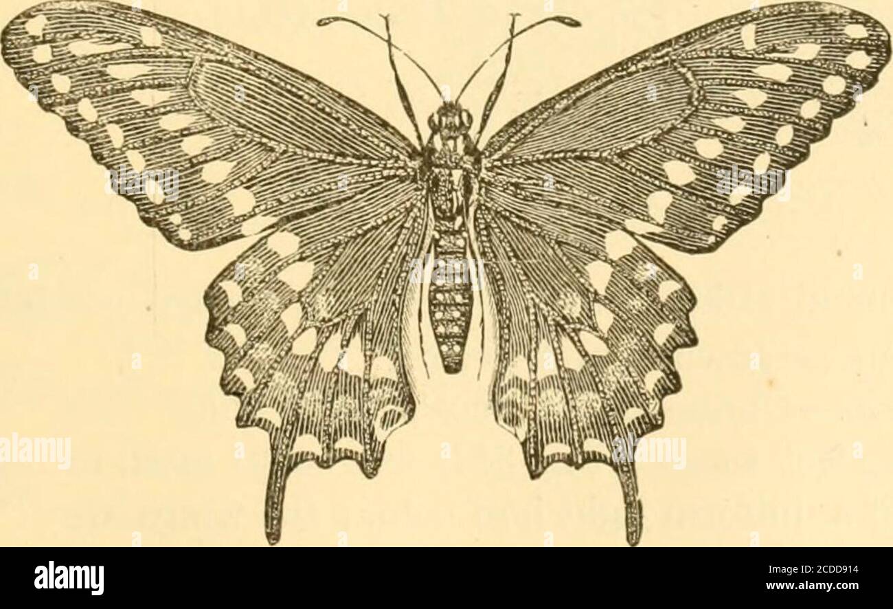 . Injurious insects of the orchard, vineyard, field, garden, conservatory, household, storehouse, domestic animals, etc., with remedies for their extermination . ^, carrots,parsnips, etc.; a whitish or greenish-yellow sixteen-leggedworm, banded with black and marked with black and yellowspots.] Fig. 344.—Parsley Worm—col- Fig. 344. ors, greenish-yellow and black. ii:ffl^J^fH^^fflE^fSl§7j^/^h&gt;. When fully grown, this worm P*«2J^JWgJi,,i:;l^(Fig. 344) is about one inch and ^ x^sr^ six lines long. Before assuming the pupa form it suspendsitself by the hind feet and a transverse loop of silken Stock Photo