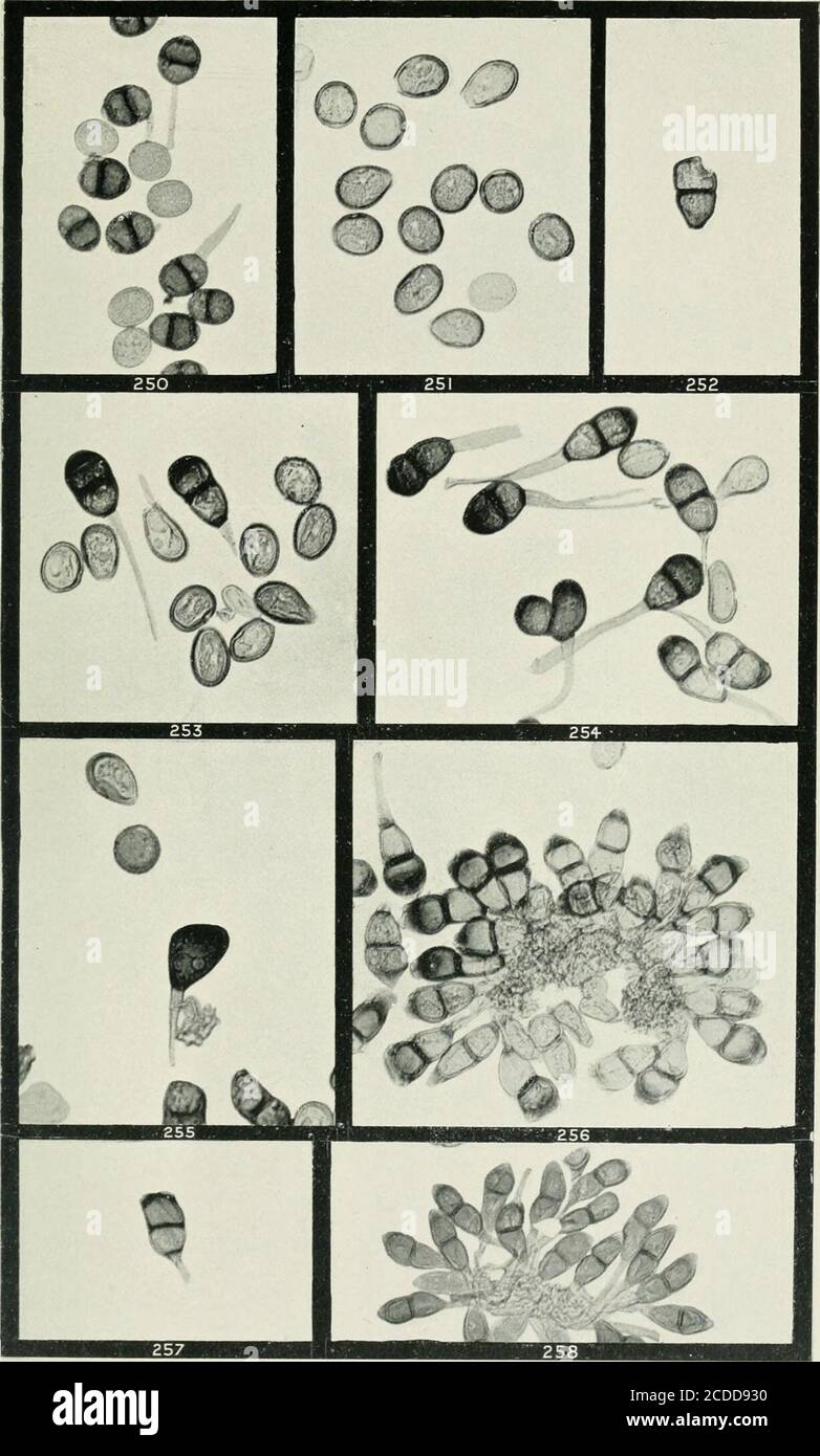 . The rusts of Australia, their structure, nature, and classification . G. II. Robinson, Phot. UREDO. Explanation of Plates. PLATE XXIX. (All Figures X 250.) ADDENDA TO PUCCINI A.Fig. 250. Uredospores and lelcutospores of Puccinia menthae on Metitha fulegium. 251. Uredospores of P. ehrysanihemi on Chrysanthemum indicum, from New South Wales. 252. Isolated teleutospore found associated with the same. 253. Uredospores and teleutospores of P. chrysanthemi on Chrysanthemum cult., Japan. (Herbarium A. Ideta.) 254. Abnormal teleutospore associated with uredospores and teleutospores of same. 255. Mes Stock Photo