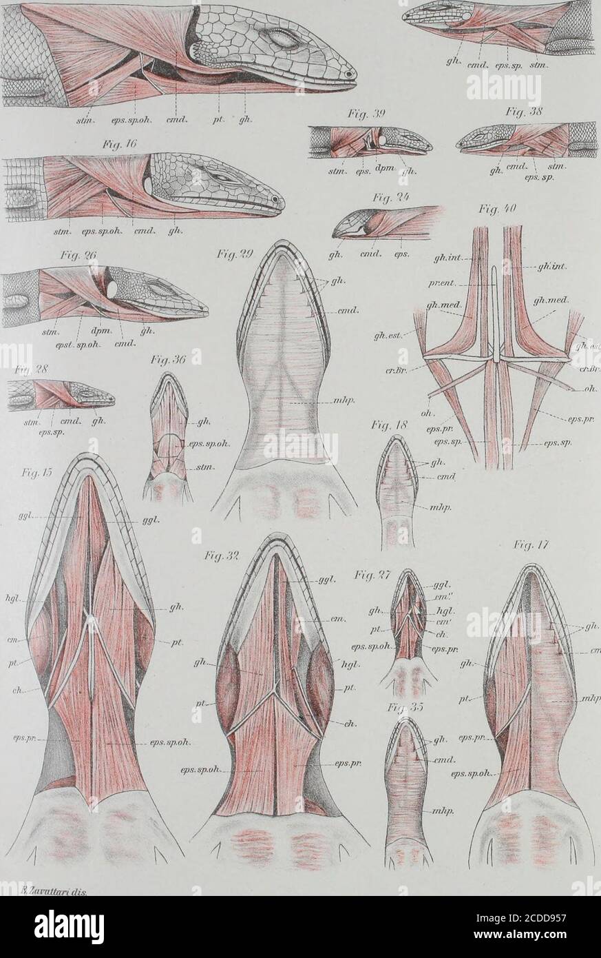 . Memorie della Reale accademia delle scienze di Torino . I IN RAPPORTO, ECC. 122 Fig. 22. Eumeces schneideri Daud. A sinistra, piano muscolare medio; a destra, piano profondo.Fig. 33. Eumeces schneideri Daud. Mnscoli del collo visti di fianco per dimostrare i rapporti del eervicorniindibolare.Fig. 34. Cìialcides oceUalus Forsk. Muscoli del collo visti di fianco per dimostrare i rapporti del cervicomandibolare.Fig. 35. Chalcides tridactylus Laur. Piano muscolare superficiale.Fig. 36. Chalcides tridactylus Laur. Piano muscolare medio.Pig. 37. Chalcides tridactylus Laur. Piano muscolare profondo Stock Photo