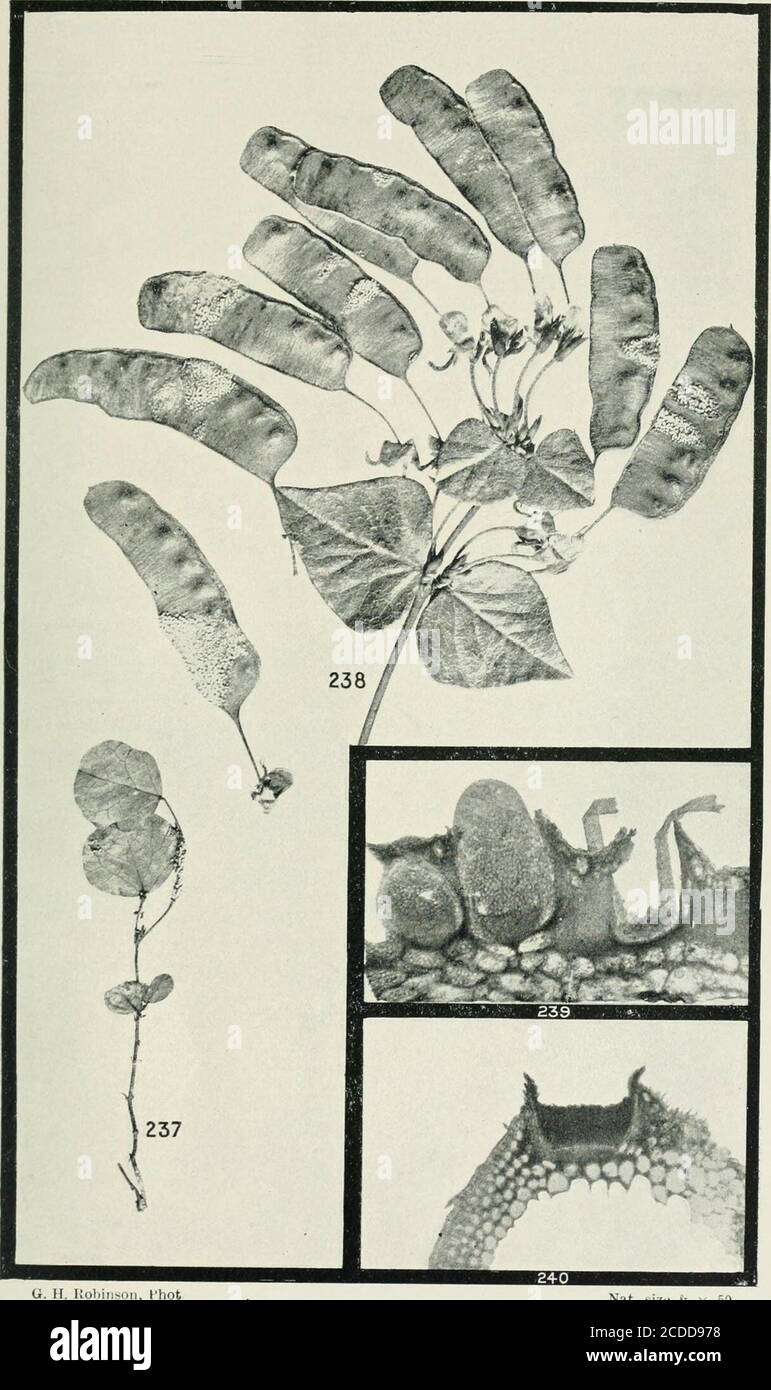 . The rusts of Australia, their structure, nature, and classification . G H. Robinson, Phot. Nat. size & X 250. PHRAGMIDIUM AND MELAMPSORA. ROSACEAE AND LINACEAE. 294 Explanation of Plates. PLATE XXVII. AECIDIUM.Fie-2^-. Voung seedling of Platylobiutn for mo sum, with Aecidium -platylobii on le and leaf stalks ... ... ... ••• ?•• ... nat. size 2-jS. Fruiting branch of the same, with aecidial cups on the pods ... nat. size 239. Section through cups of Aecidium eburneum on pod of Bossiaea hetero- fhylla ... ... ?? ••• •?• •?• ••• &gt; 240. Section of aecidial cup of Fuccinia erechtitis on Erecht Stock Photo