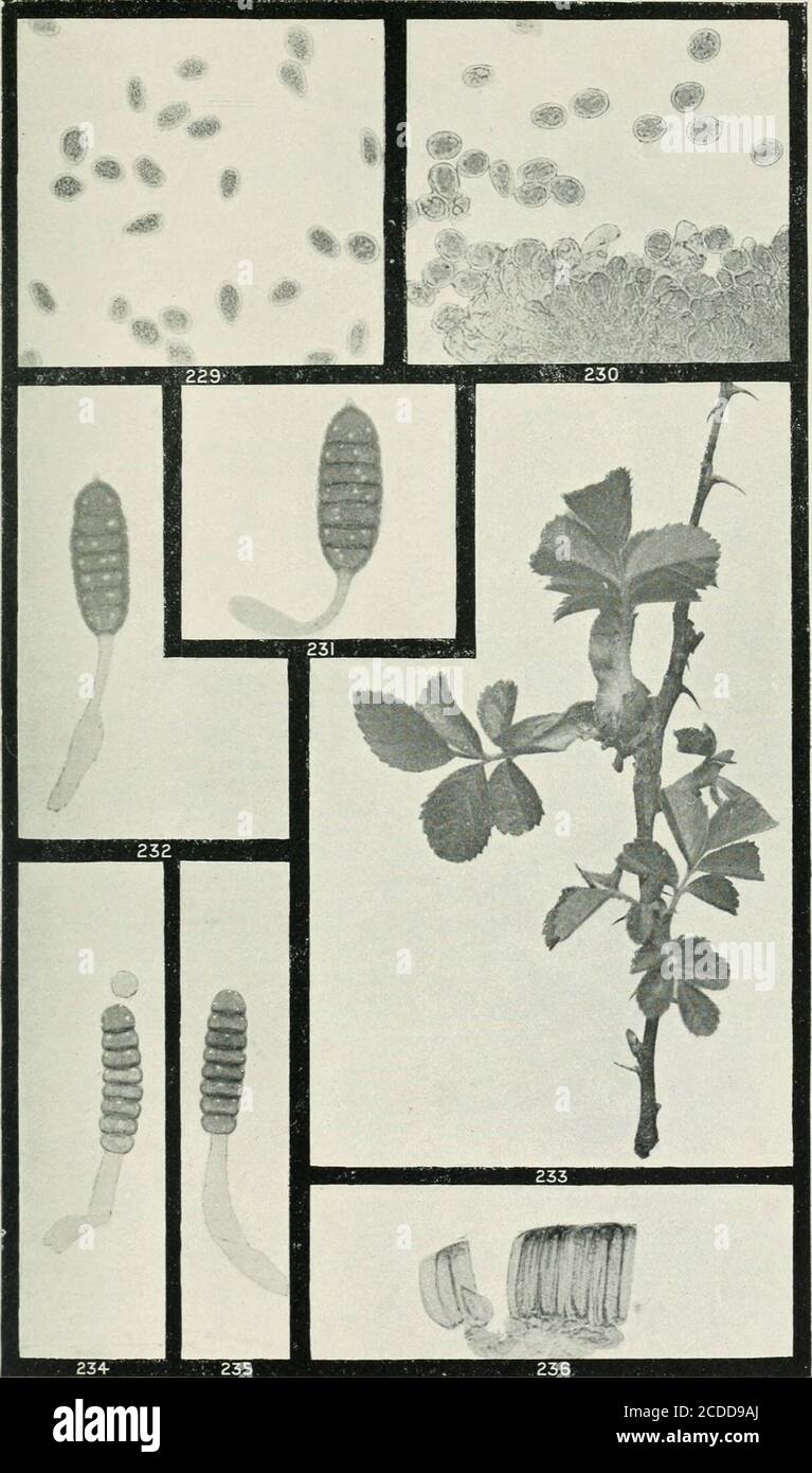 The Rusts Of Australia Their Structure Nature And Classification G H Robinson Phot X 250 500 Uromyces Phyllodiorum Leguminosae Acacia 292 Explanation Of Plates Plate Xxvi All Figures X 250