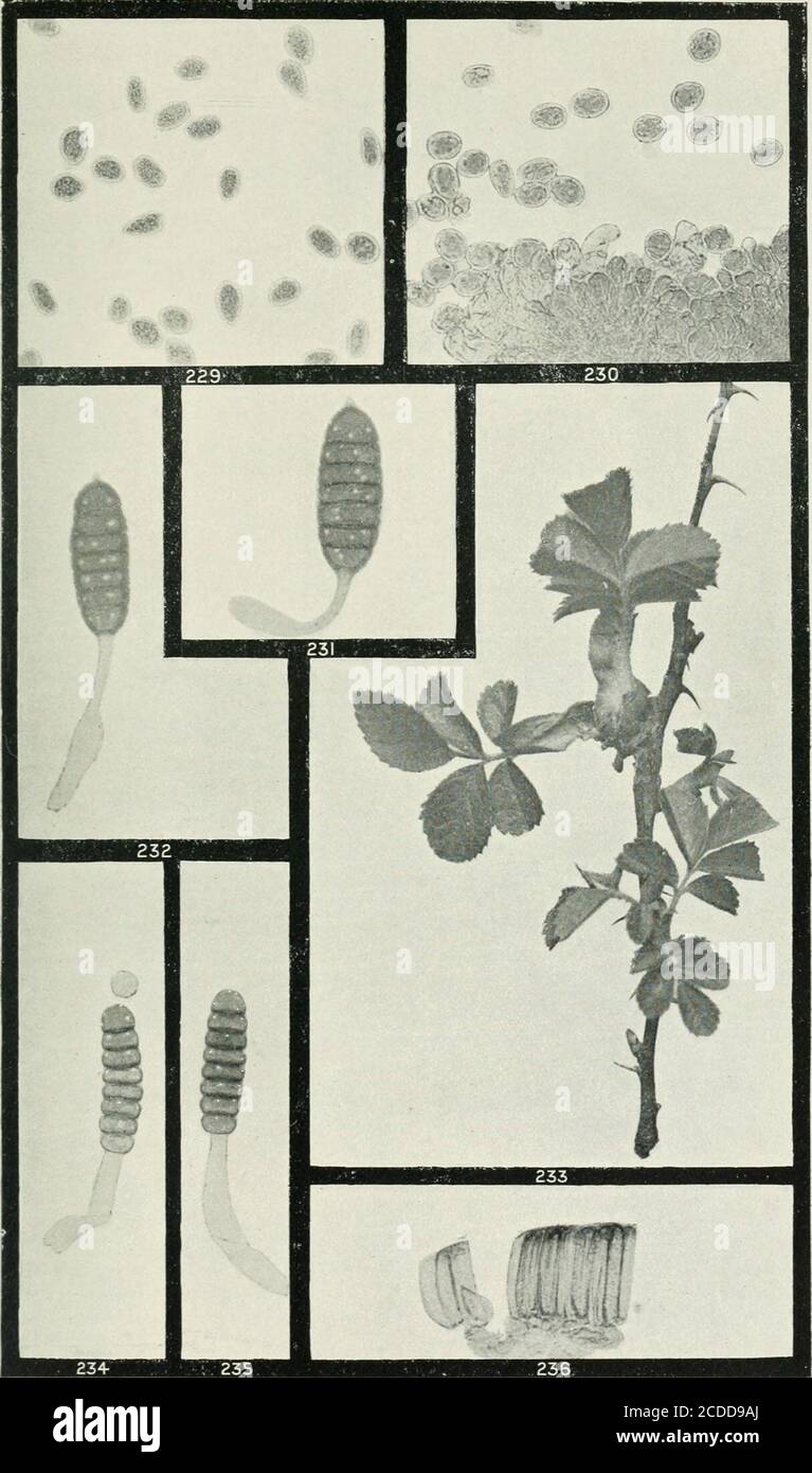 . The rusts of Australia, their structure, nature, and classification . G. H. Robinson, Phot. X 250 & 500. UROMYCES PHYLLODIORUM. LEGUMINOSAE-ACACIA. 292 Explanation of Plates. PLATE XXVI. (All Figures X 250 mil ess otherivise stated.) PHRAGMIDIUM, MELAMPSOR V Fig. 229. Aecidiospores of Phr. subcorticiitm on Rosa rubignosa. 230. Uredospores of same. 231. 232. Teleutospores of same. 233. Twig of Rosa rubiginosa, the uppermost shoot of which is swollen and dis- torted bv the aecidia of Phr. subcorticium. ... ... ... nat. size 234, 23s. Teleutospores and uredospore of P. barnardi on Rubus parvifa Stock Photo