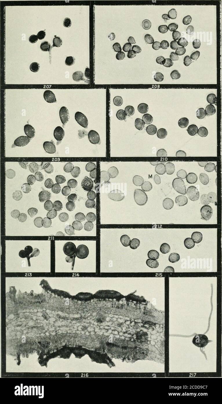 . The rusts of Australia, their structure, nature, and classification . Explanation of Plates. PLATE XXIV. (All Figures X 250 unless otherwise slated.) UFOMYCLADIUM.Fig. 207. Teleutospores of U. his-porum, on Acacia dealbata, one cluster of two showing the common staik. 208. Teleutospores of the same. 200. Uredospores of U. alpinum, on Acacia dealbata.210, 211. Teleutospores of the same. 212. Five uredospores of U. atpinum on Acacia dallachiana, mixed with teleutospores and one mesospore (m). 213. 214. Successive stages in the development of teleutospore clusters of the same. (Stained.) ;i^. C Stock Photo