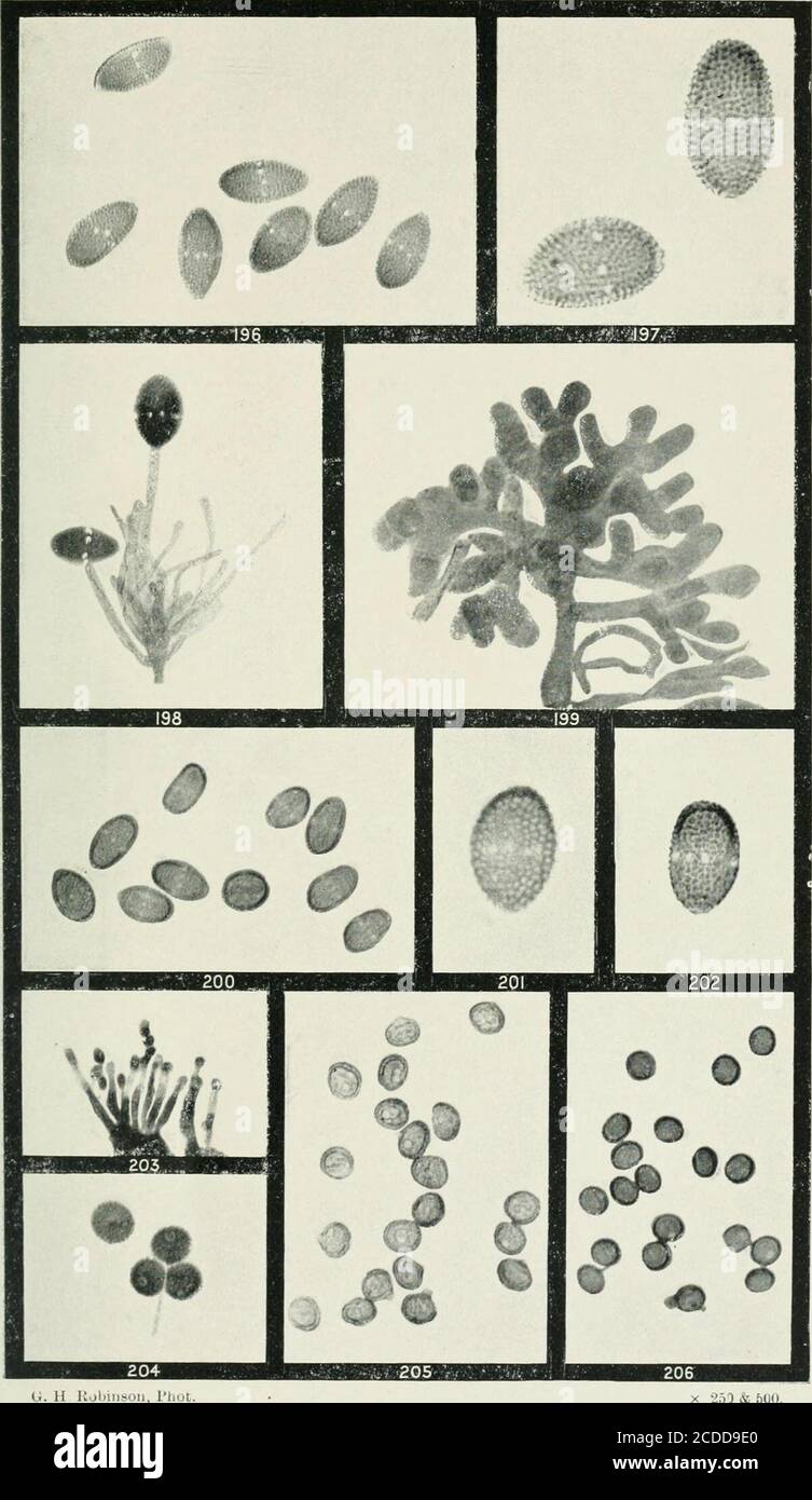 . The rusts of Australia, their structure, nature, and classification . mewhat swollen by lengthened treatment with caustic potash.) 197. Uredospores of the same, showing the net-ike surface markings. ... X ;oo iqS. Compound stem, with basidia and uredospores of the same. 199. Compound structure from uredosorus l same, being probably commencement of teleutospore formation ... ... ... ... ... x 500 200. Uredospores of U. notabile on Acacia dealbata. 201. 202. Uredospores of the same, showing the net-like surface markings... X 500 203. Portion of spermogonium of the same, with basidia bearing sp Stock Photo