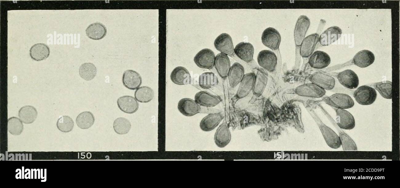 . The rusts of Australia, their structure, nature, and classification . n G. II. Robinson, Phot. X 50. UROMYCES. GOODENIACEAE, RUBIACEAE, LEGUMINOSAE, AND CHENOPODIACEAE 276 Explanation of Plates. PLATE XVIII. (All Figures X 250 u?iless otherwise stated.) UROMYCES.Fig. 150. Uredospores of Uromyccs folygoni on Polygonum aviculare. 151. Teleutospores of same. 152. Uredospores of U. caryofhyllinus on Dianthus caryo-phyllus, with prominent scattered germ pores. 153. Teleutospores and one uredospore of same. 154. Section through leaf of Dianthus caryofhyllus, showing uredosorus of U. caryo- fhyllin Stock Photo
