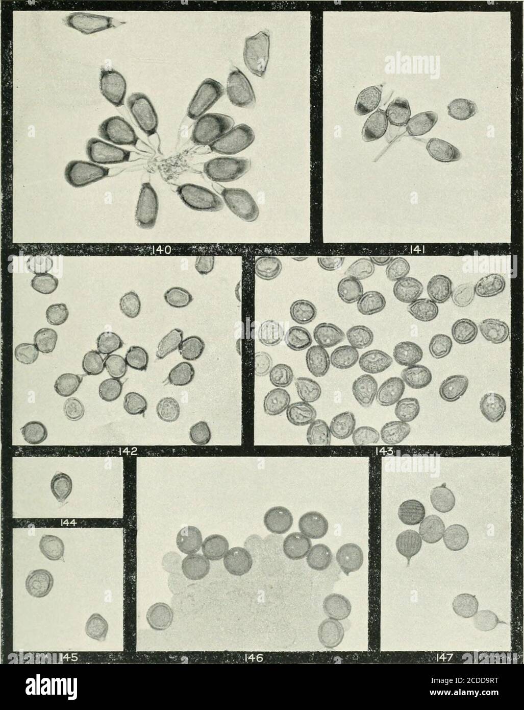 . The rusts of Australia, their structure, nature, and classification . G. H. Robinson, Phot. UROMYCES GRAMINEAE, LILIACEAE AND ORCHIDACEAE- 274 Explanation of Plates. PLATE XVII. {All Figures X 250.) UROMYCES.Fig. 140. Group of teleutospores of Uromyces -puccinioides on Selliera radicans. 141. Teleutospores of U. asperulae on Asperula oligantha. 142. Uredospores and teleutospores of U. trifolii on Trifolium refens. 143. Uredospores of U. hardenbergiae on Hardenbergia monofhylla.ii,A. Teleutospore of the same. 145. Two uredospores of same at top and one teleutospore below. 146. Section of tele Stock Photo