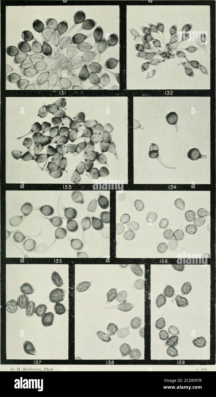 . The rusts of Australia, their structure, nature, and classification . G. II. Robinson, Ptao . x 250 00 PUCCINIA. TELEUTOSPORE GERMINATION OF P. MALVACEARUM. Explanation of Plates. PLATE XVI. [All figures X ^50.) UROMYCES.Fig. 131. Group of teleutospores of Uromyces danthoniae on Danthonia semunnularis. 132. Teleutospores of U. ehrhartac on MicroLaena (Ehrharta) stifoides. 133. Teleutospores of U. tenuicutis on Sforobolus indicus. 1 u. Two one-celled and one two-celled teleutospore of U. tricorynes on Tricoryne elatior. 1 55. Teleutospores of U. tricorynes on Tricoryne elatior. 136. Uredospor Stock Photo