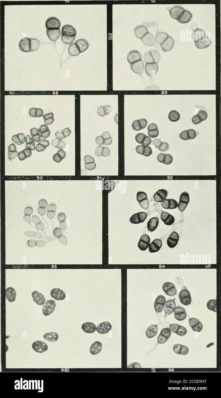 . The rusts of Australia, their structure, nature, and classification . G. II. Robinson, Ilioc. PUCCINIA. RUBIACEAE, ONAGRACEAE, ROSACEAE, and LEGUMINOSAE. 262 Explanation of Plates. Fig. PLATE XI. [All Figures X 250.) PUCCINIA. Teleutospores of Puccinia tetragoniae on Tetragonia im-plexicoma, one withnearly vertical septum in upper cell. go. Teleutospores, strongly war ted, of P. ludwigii on Pumex flexuosus. gi. Teleutospores stronglv warted, of P. ludwigii on Rutnex brownii, one spore beingTrip hragmiu m -11 ke. g2. Uredospore and teleutospores of P. acetosae on Kumex arifohus, all the latte Stock Photo
