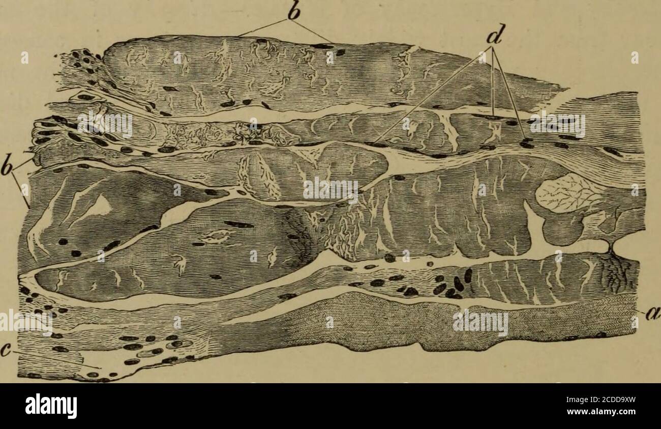 . The elements of pathological histology with special reference to ...