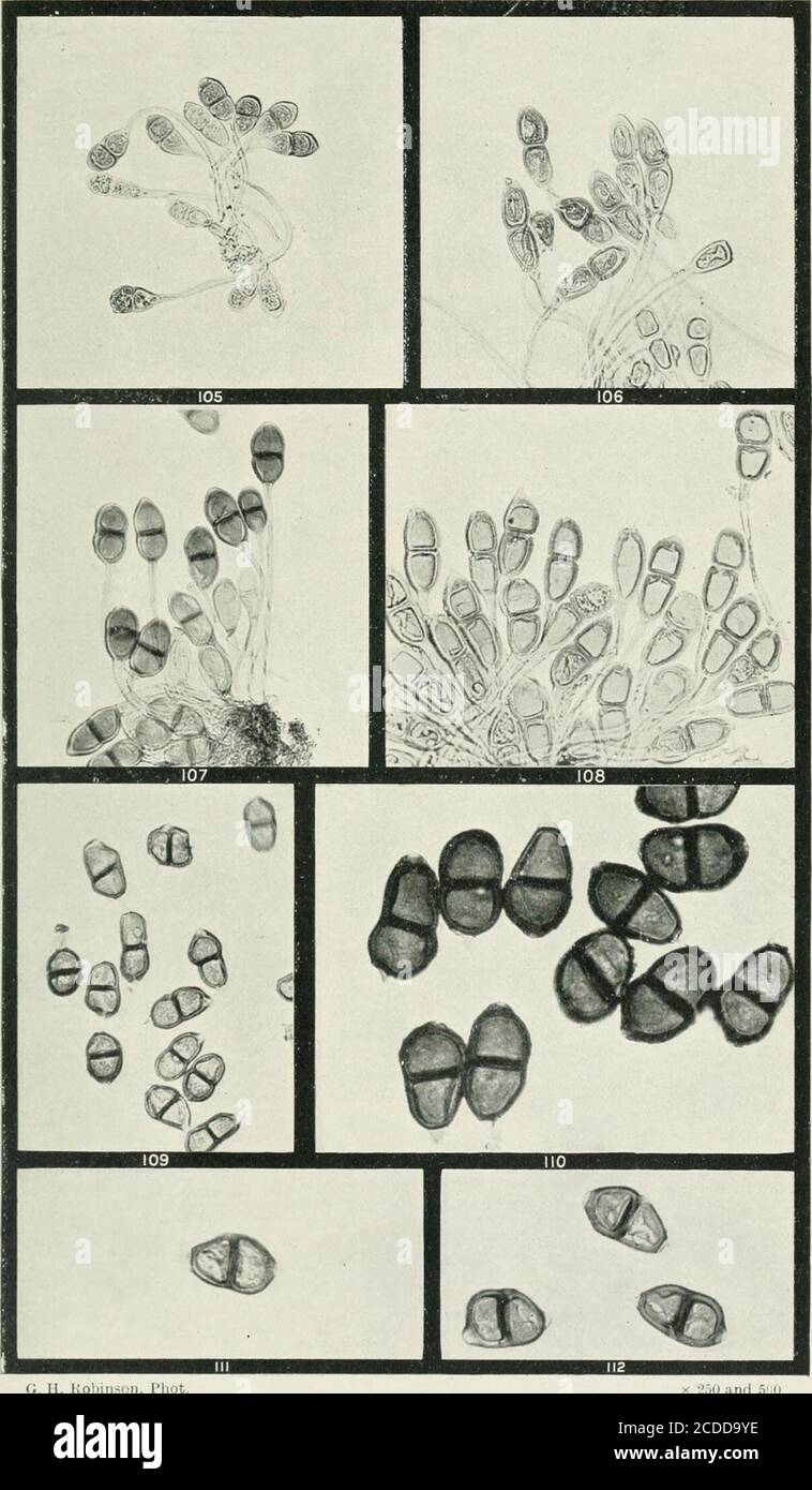 . The rusts of Australia, their structure, nature, and classification . (J. H. Itoliin-oii, lhot PUCCINIA. CARYOPHYLLACEAE, MALVACEAE, and GERANIACEAE. 266 Explanation of Plates. Fig. 106. 108. PLATE XIII. {All Figures X 250 unless otherwise stated.)PUCCINIA. Teleutospores of Pitccinia eriostemonis on Eriostcmon myoporoidrs. Teleutospores of P. correae on Correa lawrenciana. Teleutospores and mesospores of P. boroniae on Boronia s-pinescens. Teleutospores and mesospores of P. ?pritzeliana on Tremandra sielligcra, someteleutospores having germinated. lorj. Teleutospores of P. hedcraceae on Viol Stock Photo