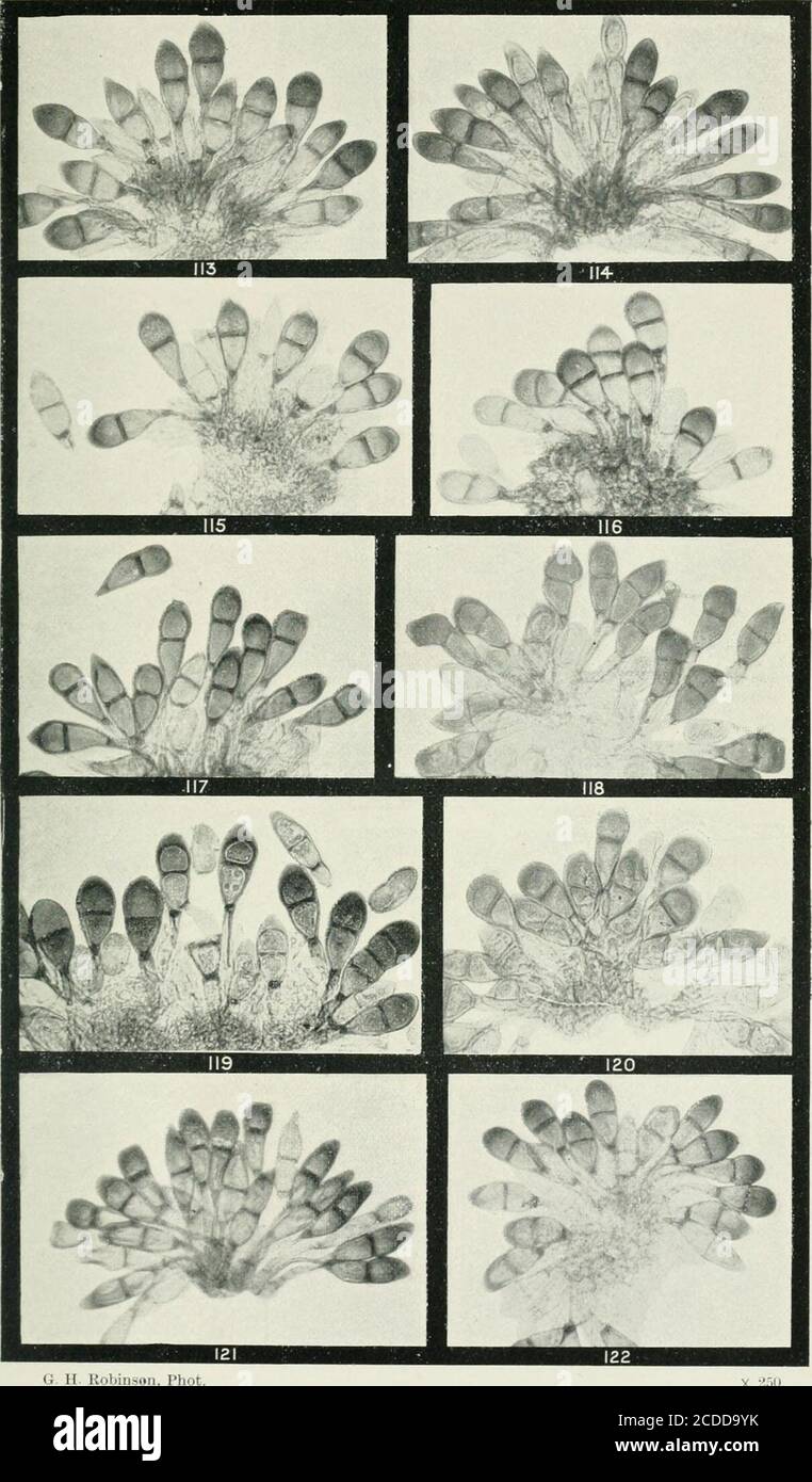 . The rusts of Australia, their structure, nature, and classification . 0. II. Robinson, Phot PUCCINIA. RUTACEAE, TREMANDREAE, and VIOLACEAE 268 Explanation of Plates. PLATE XIV. {All Figures X ^50.) PUCCIXIA GRAMINIS on VARIOUS GRASSES.Fig. 113. Teleutospores and mesospores on wild oat, Avena fatua. 114. Teleutospores on barley, Hordeum vulgare. 115. 116. Teleutospores, mesospores, and uredospore, one of the first three-celled, on native barley, Echinofogon ovatus. 117. Teleutospores on cocksfoot, Dactylis glomcrata. 118. Teleutospores and uredospores on silver grass, Fesiuca bromoides. 1 hi. Stock Photo