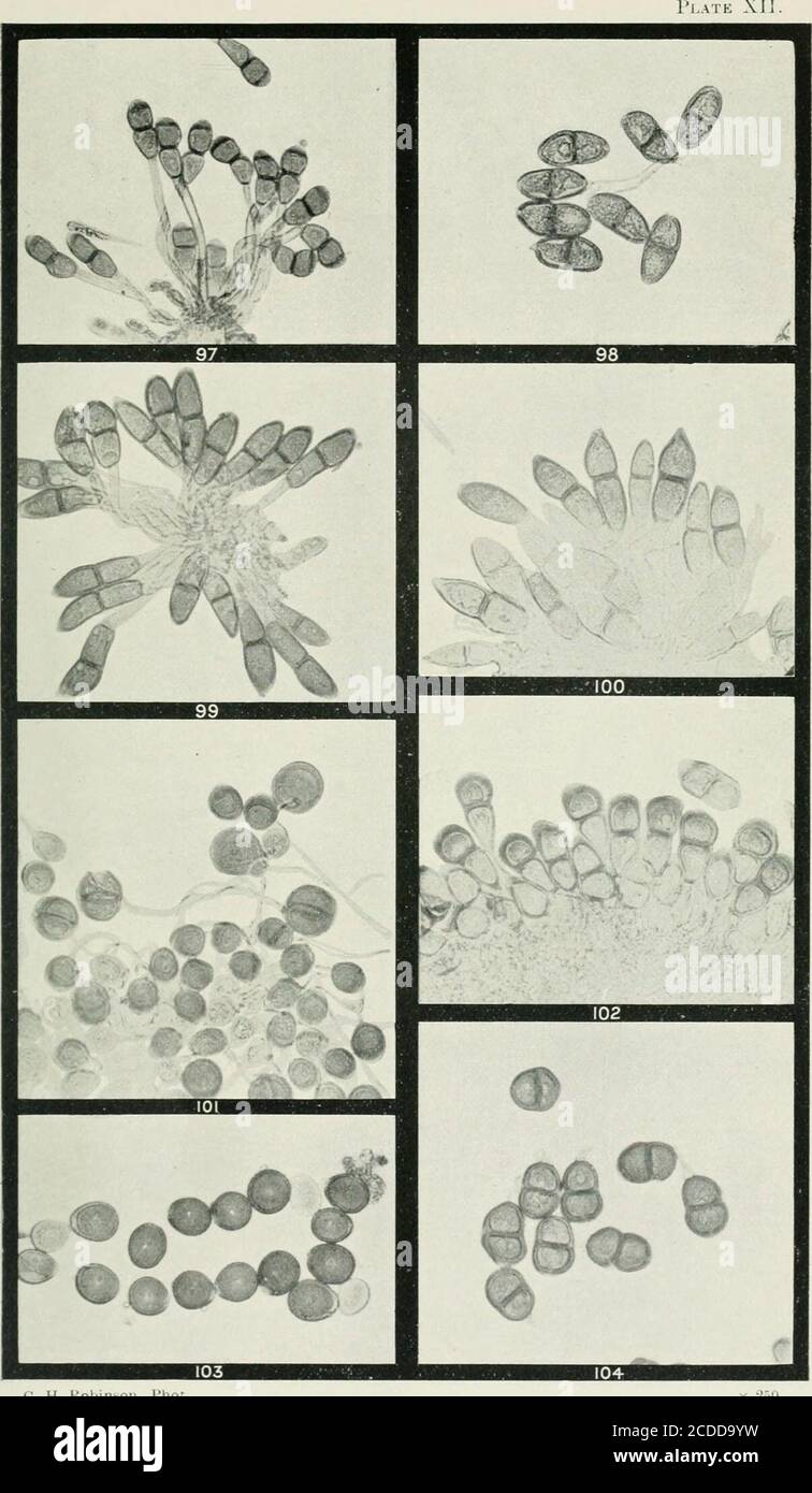 . The rusts of Australia, their structure, nature, and classification . &lt;;. II. Robinson, Phot. x -50- PUCCINiA.FICOIDEAE, POLYGONACEAE, and CHENOPODIACEAE. 264 /Explanation of Plates. PLATE XII. [All Figures X £50.) PUCCINIA.Fig. 97. Teleutospores of Puccinia arenariae on Stellaria media. 98. Teleutospores of P. flagianthi on Plagianthus sidoides, the epispore being slightly channelled. 99. Teleutospores (stained; of P. malvacearum on Malva rotundifi 100. Teleutospores and mesospore of P. malvacearum on Lavatcra flfbcia. 101. Teleutospores, mostly one-celled, of P. liettrospora on Abutilon Stock Photo