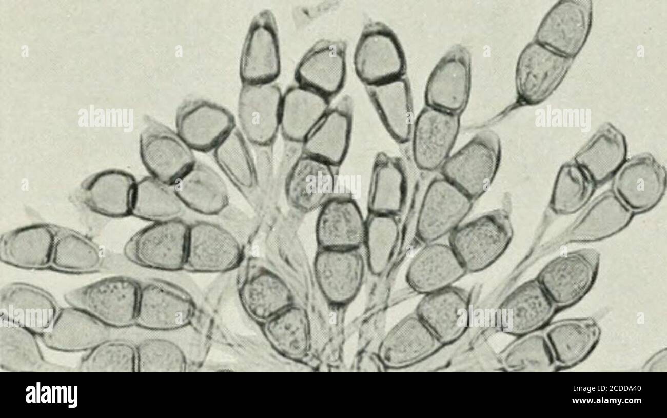 . The rusts of Australia, their structure, nature, and classification . gures X 250.)PUCCINI A. Fig.77. Teleutospore of Puccinia oliganthae on As ferula ohganlha. -8. Teleutospores, some having germinated, of P. cofrosmae, en Coprosma hirtella. 79. Uredospore&gt; and teleutospores of P. efilobii-tctragoni on Efilobium glabelluni, Murramurrangbong Ranges, Victoria. 80. Uredospores and teleutospores of P. efilobii-tetragoni on Efilobium montanum. (Sydow, Uredineen, 1369.) Si. Teleutospores of P. efilobii DC. on Efilobium roseicm, the teleutospores havingmuch thinner walls, and being more variabl Stock Photo