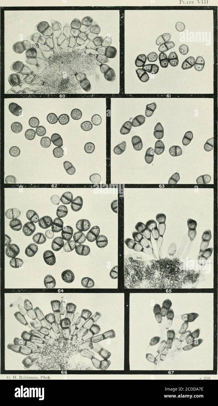 . The rusts of Australia, their structure, nature, and classification . G. H. Robinson, Phot 256 Explanation of Plates. PLATE VIII. (All Figures X 250.) PUCCINIA.Fig. 60. Section of teeutosorus of Puccinia cinerariae on Cineraria sp. cult, with teleuto- spores and mesospores. 61. Three uredospores and several teleutospores of P. cichorii on Cichorium intybus. 62. Uredospores and teleutospores of P. hyfochocridis on Hypochoeris radicala. 63. Teleutospores of the same. 64. Two uredospores and numerous teleutospores of P. cyani on Cenlaurea cyanus.*&gt;;. Due mesospore and several teleutospores o Stock Photo