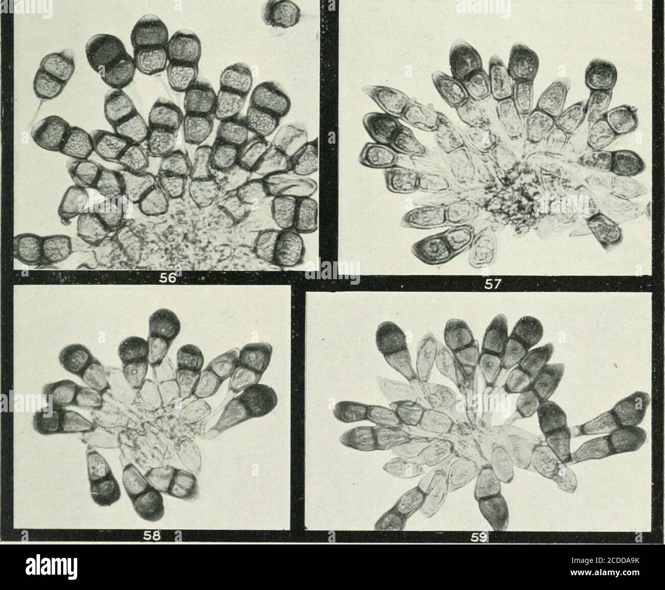 . The rusts of Australia, their structure, nature, and classification . •• mm y. G. H. Robinson, Phot 256 Explanation of Plates. PLATE VIII. (All Figures X 250.) PUCCINIA.Fig. 60. Section of teeutosorus of Puccinia cinerariae on Cineraria sp. cult, with teleuto- spores and mesospores. 61. Three uredospores and several teleutospores of P. cichorii on Cichorium intybus. 62. Uredospores and teleutospores of P. hyfochocridis on Hypochoeris radicala. 63. Teleutospores of the same. 64. Two uredospores and numerous teleutospores of P. cyani on Cenlaurea cyanus.*&gt;;. Due mesospore and several teleut Stock Photo