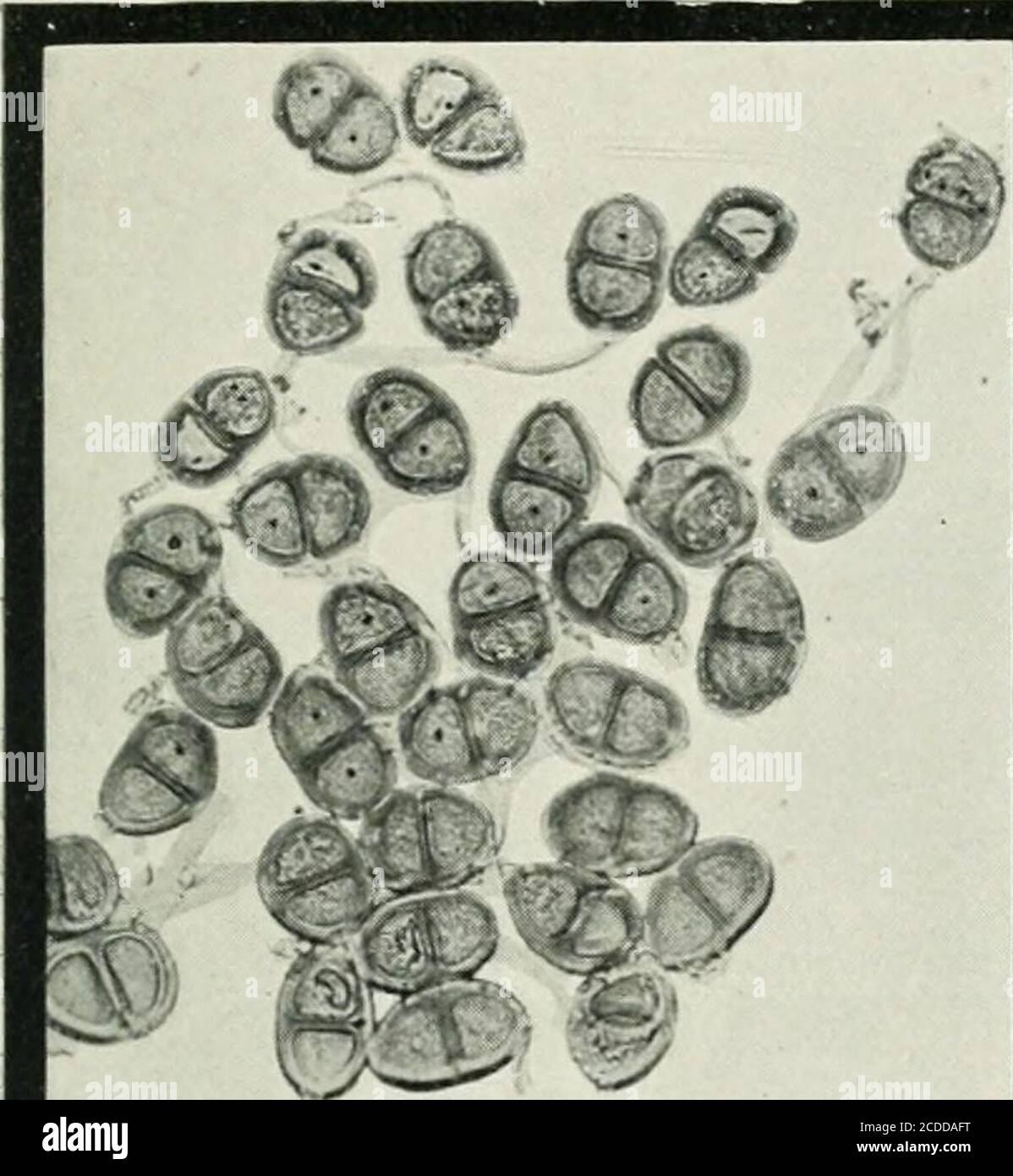 . The rusts of Australia, their structure, nature, and classification . % G. U. Robinson, Phot. x 250. PUCCINIA. LILIACEAE, HAEMODORACEAE, AMARYLLIDEAE, and ACANTHACEAE. 2^2 Explanation of Plates. PLATE VI. (All Figures X 250.) PUCCINIA.Fig. 45. .roup of teleutospores of Puccinia carissae on Carina ovata. 46. Section of teleutosorus of P. alyxiae on Alyxia buxijolia, with telcutospores .irnl mesospores. 47. Telcutospores of P. gilgiana on Leschcnaultia linarioides. 48. 49. Telcutospores and mesospores of P. saccardoi on Goodenia geniculate 50. Teleutospores and mesospores of P. brunoniae on Br Stock Photo