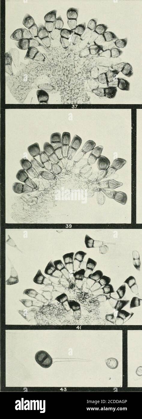 . The rusts of Australia, their structure, nature, and classification . PUCCINIA. CYPERACEAE and JUNCACEAE. 1 2 .250 Explanation of Plates. PLATE V. {All Figures X 250.) PUCCINIA.Fig.37. Teleutospores and mesospores of Puccinia wurmbeae on Wurmbea dioica ]S. Uredospores of P. bur chardiae on Burchardia umbellata. 39. Teleutospores, one three-celled, of the same. .40. Teleutospores and mesospores of P. haemodori on Haemodorum sp. 41. Teleutospores and mesospores of P. hyfoxidis on Hyfoxis glabella. 42. Teleutospores, two three-celled, of P. dichondrae on Dichondra re-pens. 43. Teleutospore and Stock Photo