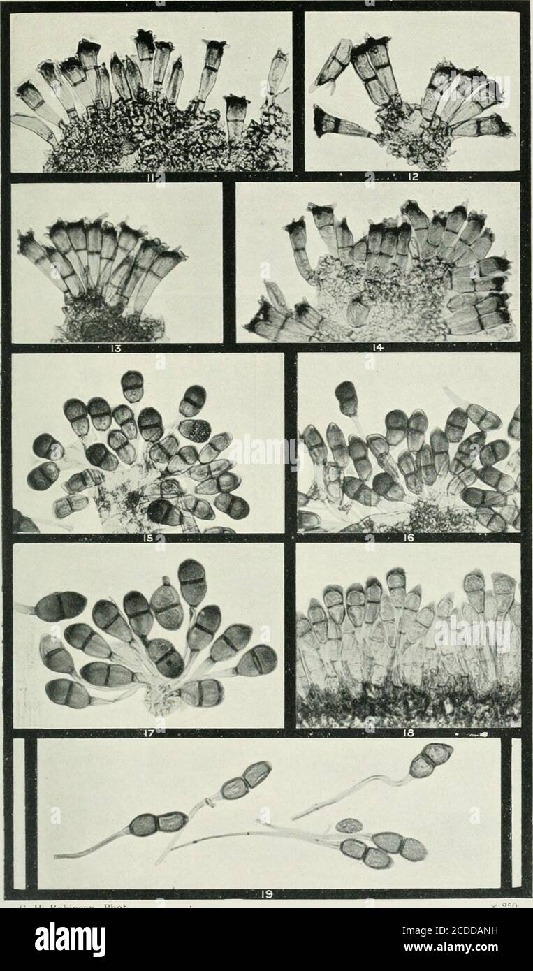 . The rusts of Australia, their structure, nature, and classification . Sal size and x 25u. 244 Explanation of Plates. PLATE II. [All Figures X 250.) PUCCINIA.Fig. i!. Section of teleutosorus of Puccinia lolii avenae on oat (Avena saliva) with severalunicellular as well as bicellular teleutospores. 12. Group of teleutospores of P. beckmanniae on Beckmannia erucacformis. 13. Section of teleutosorus of P. festucae on Festuca fratensis. 14. Section of teleutosorus of P. lolii on Lolium -perenne. 15. 16. Groups of teleutospores of P. maydis on Zea mays, including one four- celled spore. ly. Teleut Stock Photo