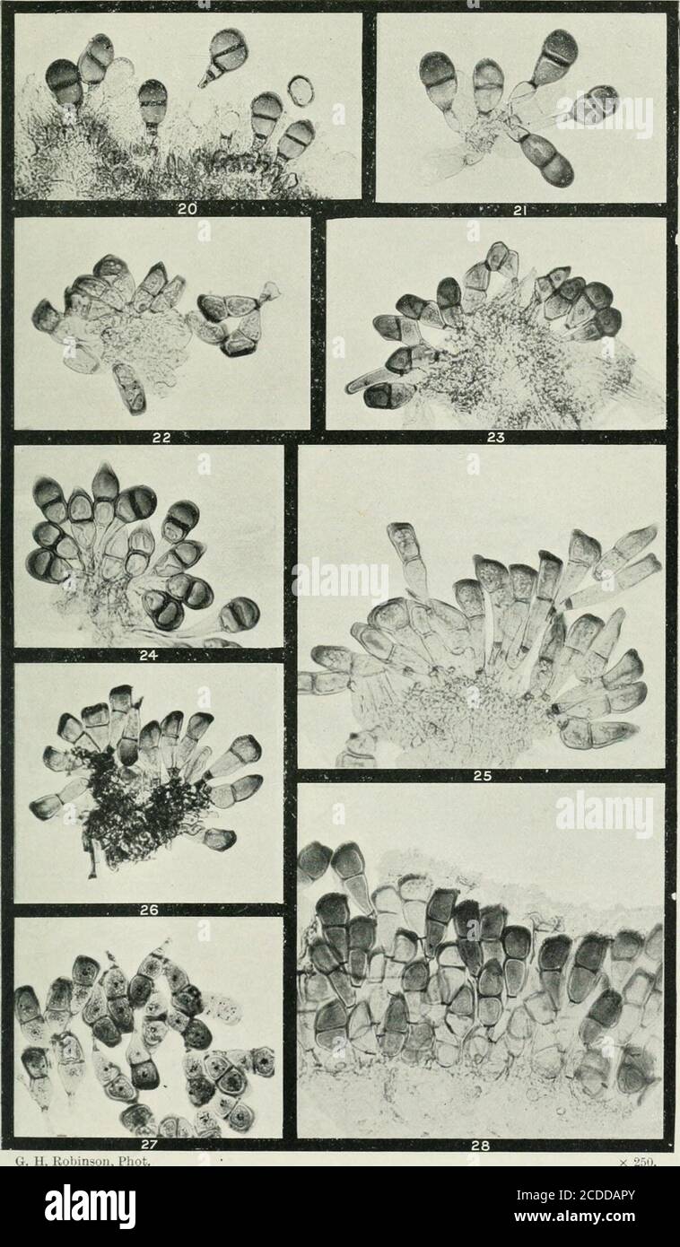 . The rusts of Australia, their structure, nature, and classification . G. H. Robinson, Phot, PUCCINIA. GRAMINEAE. 246 Explanation of Plates. PLATE III. (All Figures X 250.) PUCCINIA. Fig. 20. Section of teleutosorus of Fuccinia anlhoxanthi on Anthoxanthum odoratum, one- spore with a septate pedicel laterally inserted. 21. Group of teleutospores of the same, one with a much inflated pedicel. 22. Teleutospores of F. foarum on Poa annua. 23. Teleutospores of P. perplexans on Alofecurus geniculates. 24. Teleutospores of P. cynodonlis on Cynodon dactylon. rtion of teleutosorus of P. agropyri on Ag Stock Photo