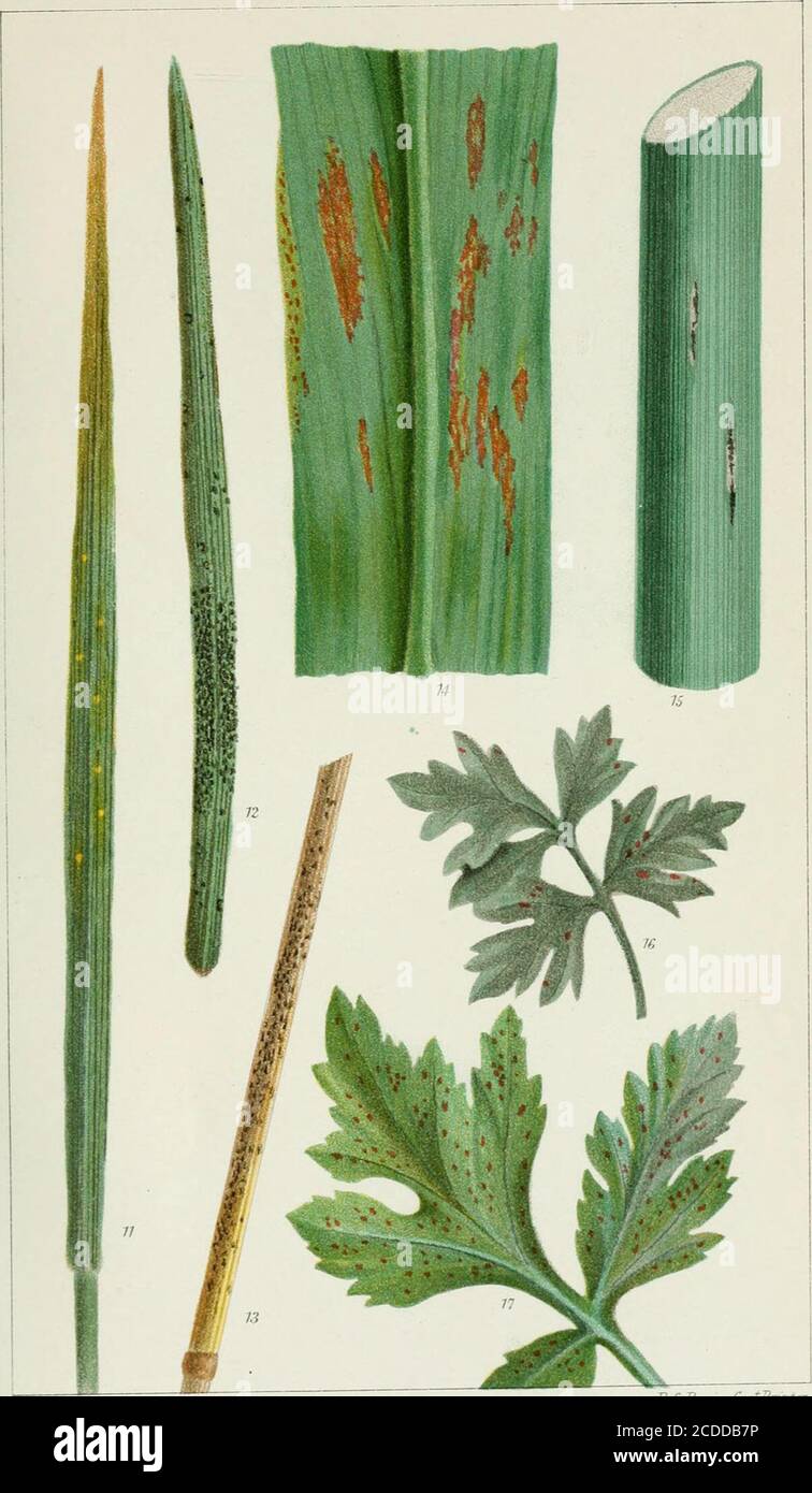 . The rusts of Australia, their structure, nature, and classification . GCBnttlehar; , D XMpim.ffirezU, OAT, RYE-GRASS, AND BARLEY RUSTS. RSBrain, GoytPnnter 226 Explanation of Plates. PLATE C. {All Figures nat. size.) PUCCINIA BROMIXA ox SOFT BROME (Bromus mollis).Fig-ii. Uredosori on under surface of leaf. 12. Teleutosori on under surface. 13. Teleutosori on stem. PUCCINIA MAYDIS ox MAIZE (Zea mays). 14. Uredosori on under surface of leaf. 15. Teleutosori on young stem. PUCCINIA THUEMENI ox CELERY (Apium graveolens). 16. Uredosori on upper surface of leaf. 17. Uredosori on under surface. PLA Stock Photo