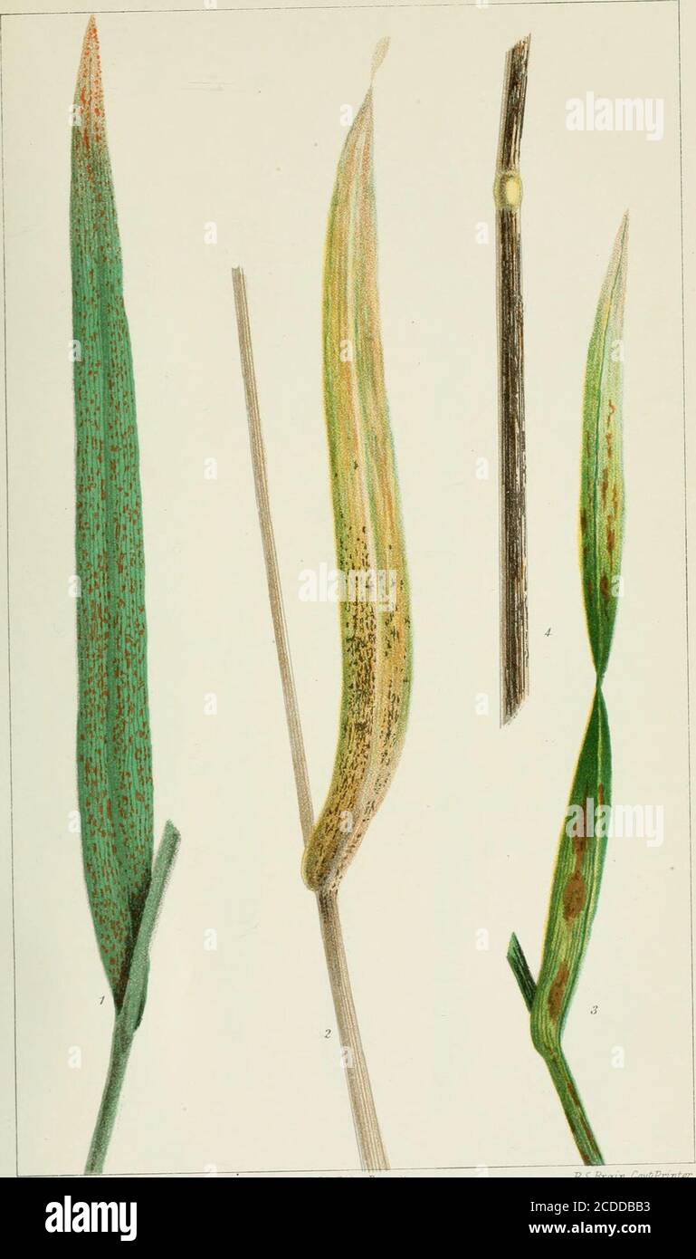 . The rusts of Australia, their structure, nature, and classification . the Brown Rust of the Bromes, Puccinia dis- fersa, and its adaptive Parasitism. Ann. Myc, Vol. 1, p. 132. 1903. On the Histology of Uredo disfersa Eriks., and the Mycoplasm Hypo- thesis. Phil. Trans. B., Vol. 196, p. 29. 1903. :o. Recent Researches on the Parasitism of Fungi. Ann. Bot., Vol. 19, p. 1. 1905.1. Webber, H. J.—Peridial Cell Characters in the Classification of the Uredineae.Amer. Nat., Vol. 24, p. 177. 1890. 1. Winter, G.—Exotische Pilze II. Hedwigia, Vol. 24, p. 22. 1S85. 2. Fungi australienses. Rev. Myc, Vol Stock Photo