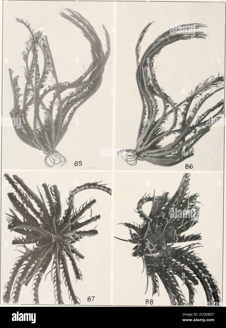 . Bulletin - United States National Museum . 82-84, Hettromelra savignii: 82, 83, Specimen From the Red Sea, 2 il .S.N.M nules of another specimen from the Red Sea, X 2 (U.S.N.M., ;; U. S NATIONAL MUSEUM BULLETIN 82. PART 4A PLATE 22. the R : B VI 10: (I .S.N.M., ;; U. S. NATIONAL MUSEUM BULLETIN 82. PART 4A PLATE 23 Stock Photo