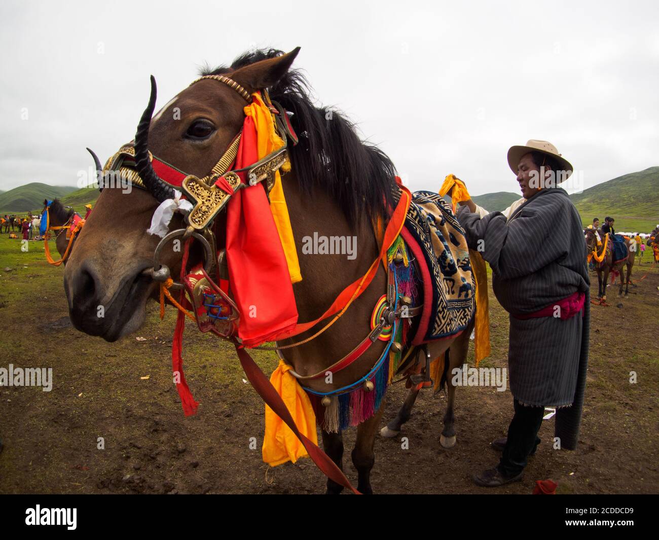 Khampa horse rider was preparing his horse for the racing in a horse festival near Litang City. Stock Photo