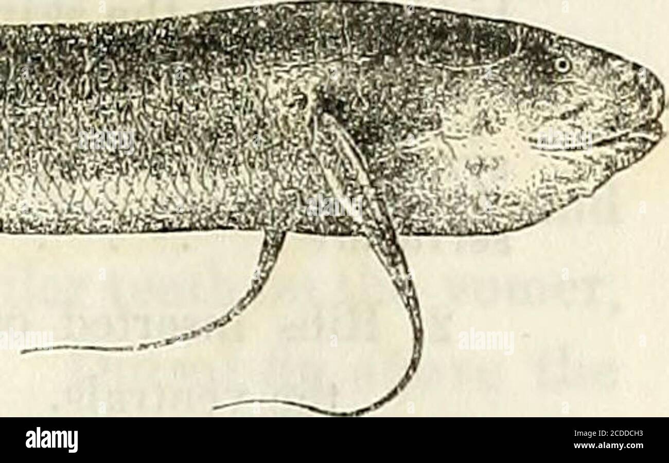 . Catalogue of the fresh-water fishes of Africa in the British Museum (Natural History) . aisi!a;**a&s&^i^i|j Protopterus dolloi.Type (A. M. C). h Total length 830 millim. Congo, Gaboon.-—Types in Congo Museum, Tervueren. 1. Hgr., one of the types. New Antwerp, Upp. Congo. C:ipt. Wilverth (C). Monsembe, Upp. Congo.Lower Congo.Banzyvilla, Ubanghi.Komadekke, Ogowe. 2. Ad. 3. Ad. 4. Yg. 5. Hot. Rev. J. H. Weeks (P.).M. De Meu.se (C).Capt. Royaux (C).Dr. W. J. Ansorge (C). Order 111- TELEOSTEI. Paired fins with the basis reduced to a series of dermal bones bearingthe rays, without endoskeletal ele Stock Photo