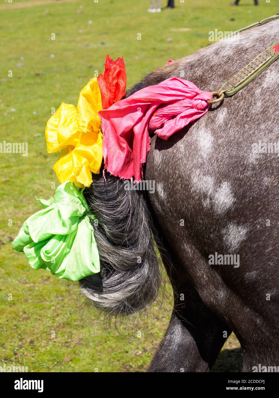 The racing horse was beautified during the horse festival of Khampas, near Litang City. Stock Photo