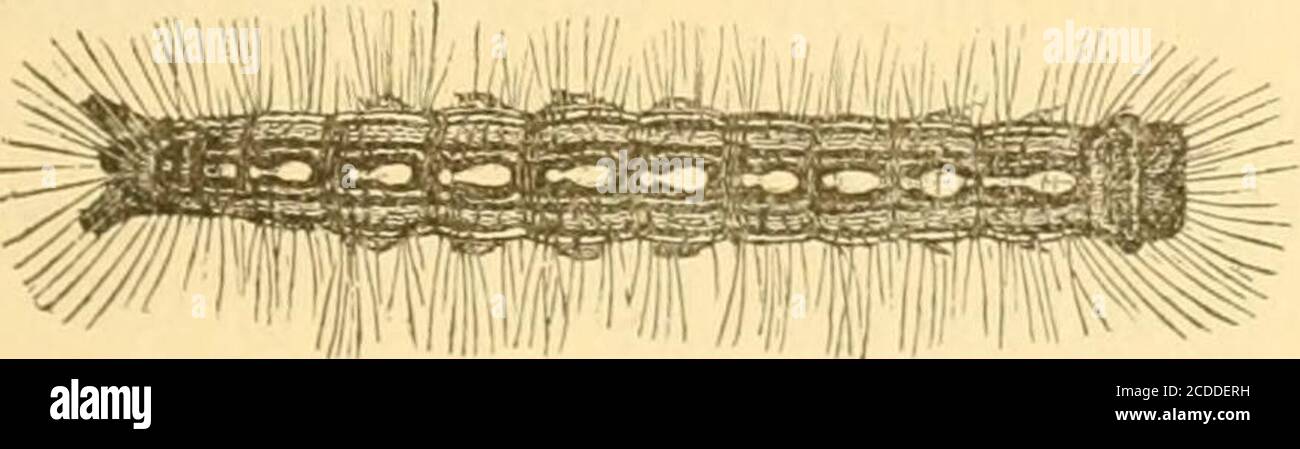 Web spun by caterpillars hi-res stock photography and images - Alamy