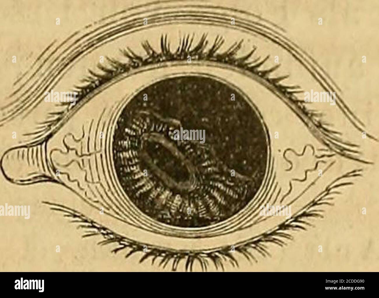 173 High Resolution Stock Photography And Images Page 33 Alamy