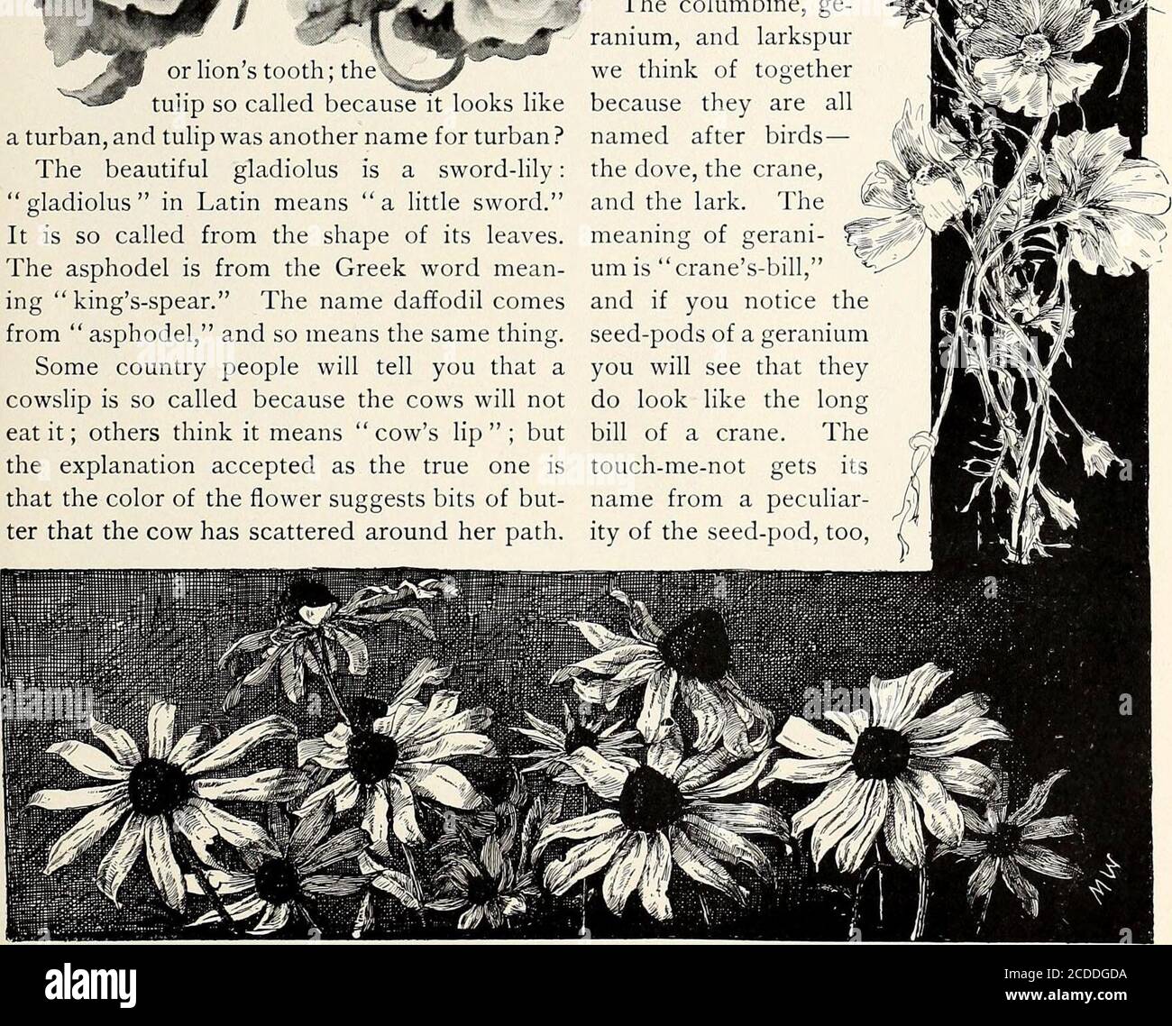 What Does Lily Mean in Greek  