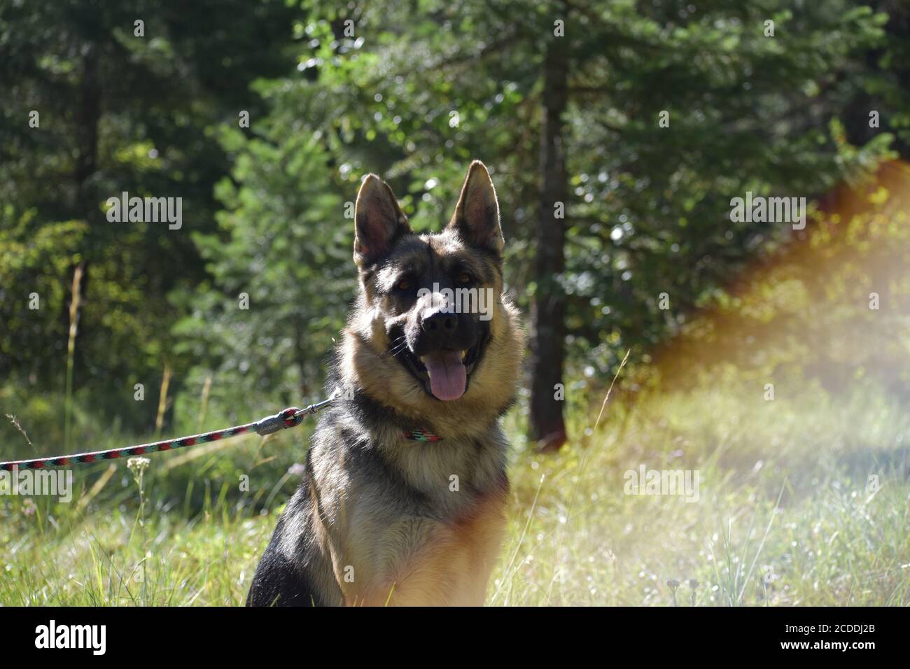 Boy With German Shepherd High Resolution Stock Photography And Images Alamy