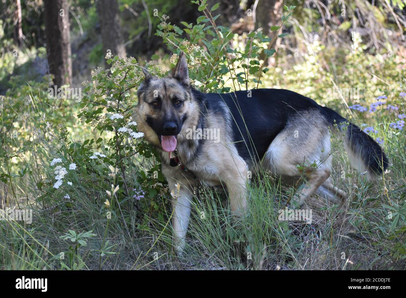Boy With German Shepherd High Resolution Stock Photography And Images Alamy