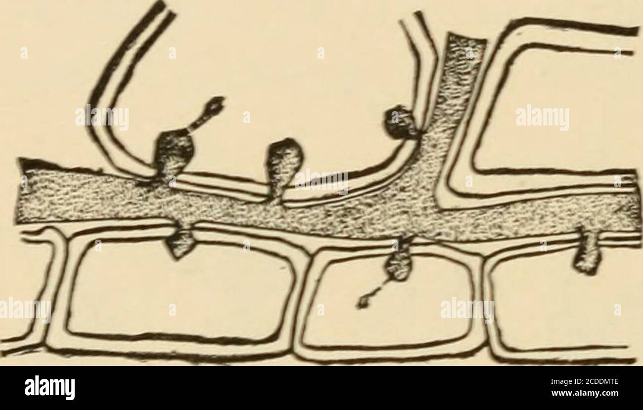. Fungi and fungicides; a practical manual, concerning the fungous diseases of cultivated plants and the means of preventing their ravages . FIG, 6. SURFACE OF POTATO LEAF GREATLY MAGNIFIED, SHOWINGGERMINATING SPORE ENTERING BREATHING PORE AT a,AND GOING THROUGH EPIDERMIS AT C. developed to a considerable extent they collectively formthe mycelinm of the fungus. After the Peronospora plant has reached this stagein its existence it is ready to prepare for reproduction.It sends out through the breathing pores of the leafbranching threads, and on these develops the conidia, asalready described. By Stock Photo